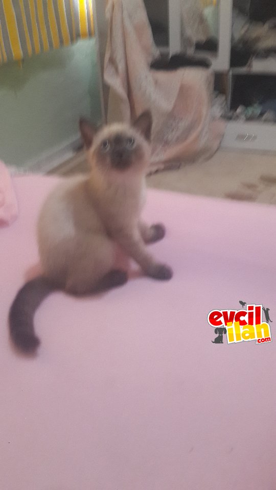  blue point Güzeller güzeli masum kızımız