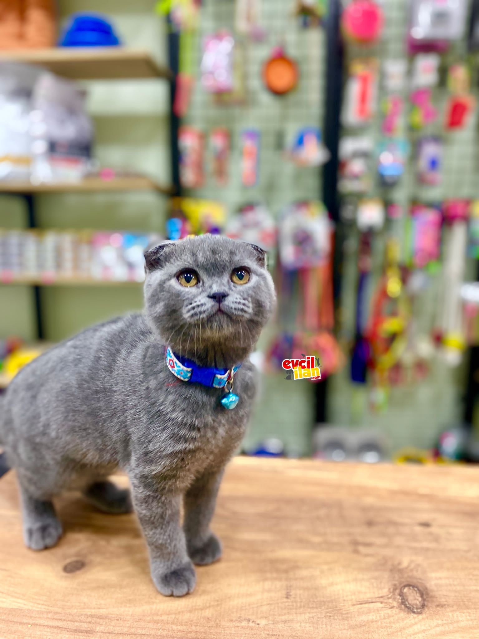 Blue scottish fold dişi yavrumuz 