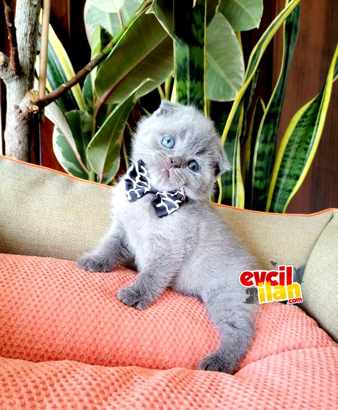 blue scottish fold 