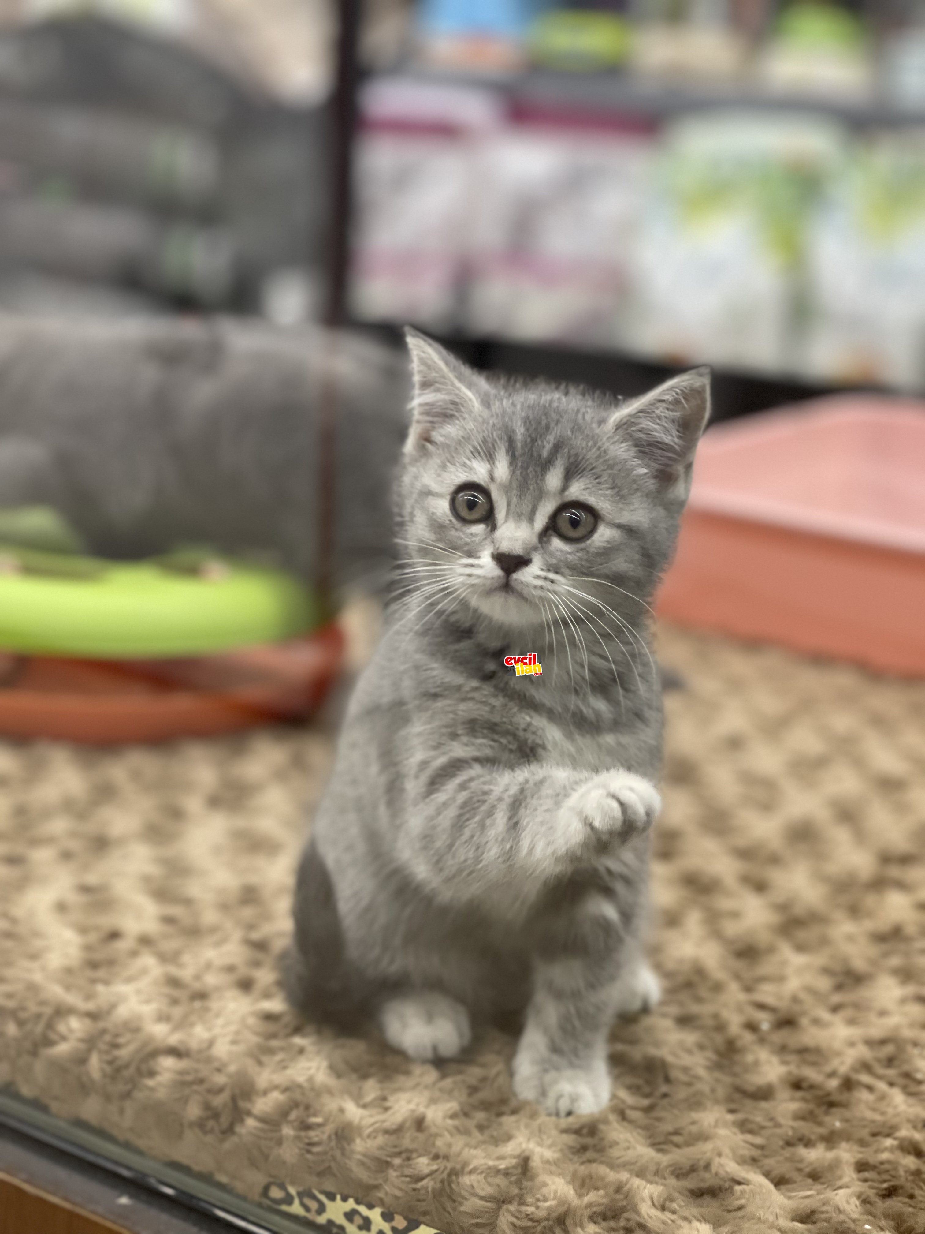 Blue tabby british shorthair dişi yavrumuz