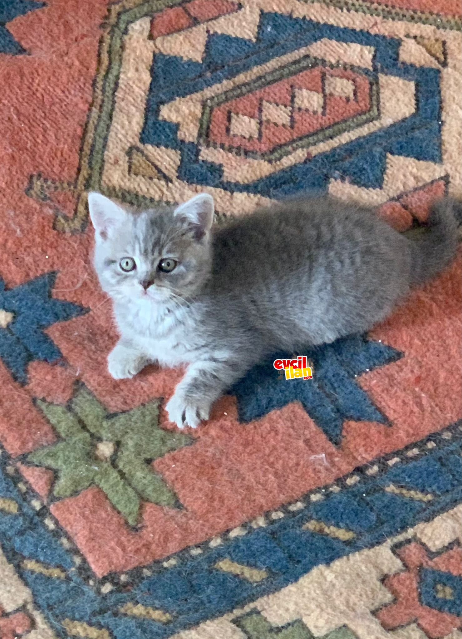 Blue tabby british shorthair dişi yavrumuz