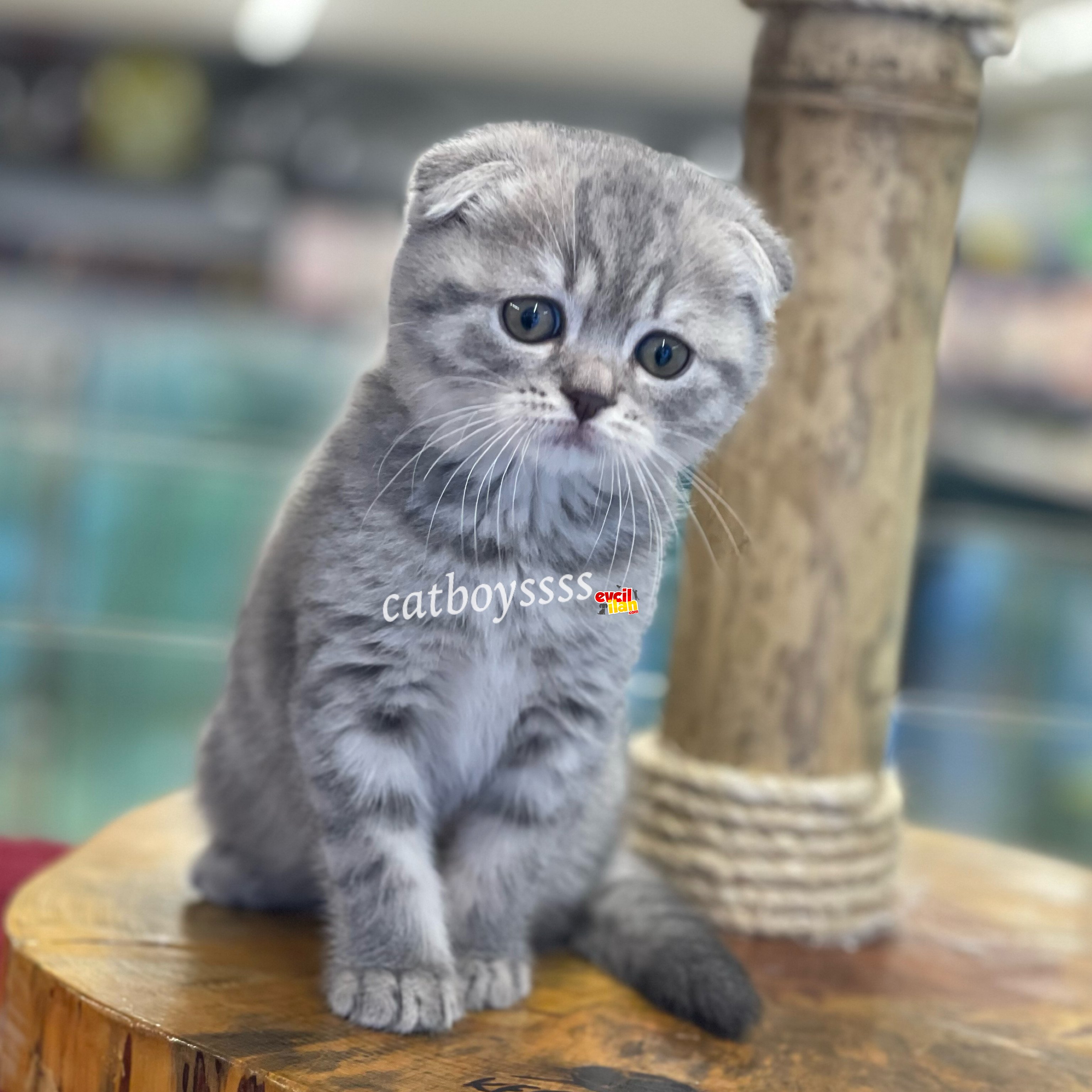 Blue tabby scottish fold dişi bebeğimiz 