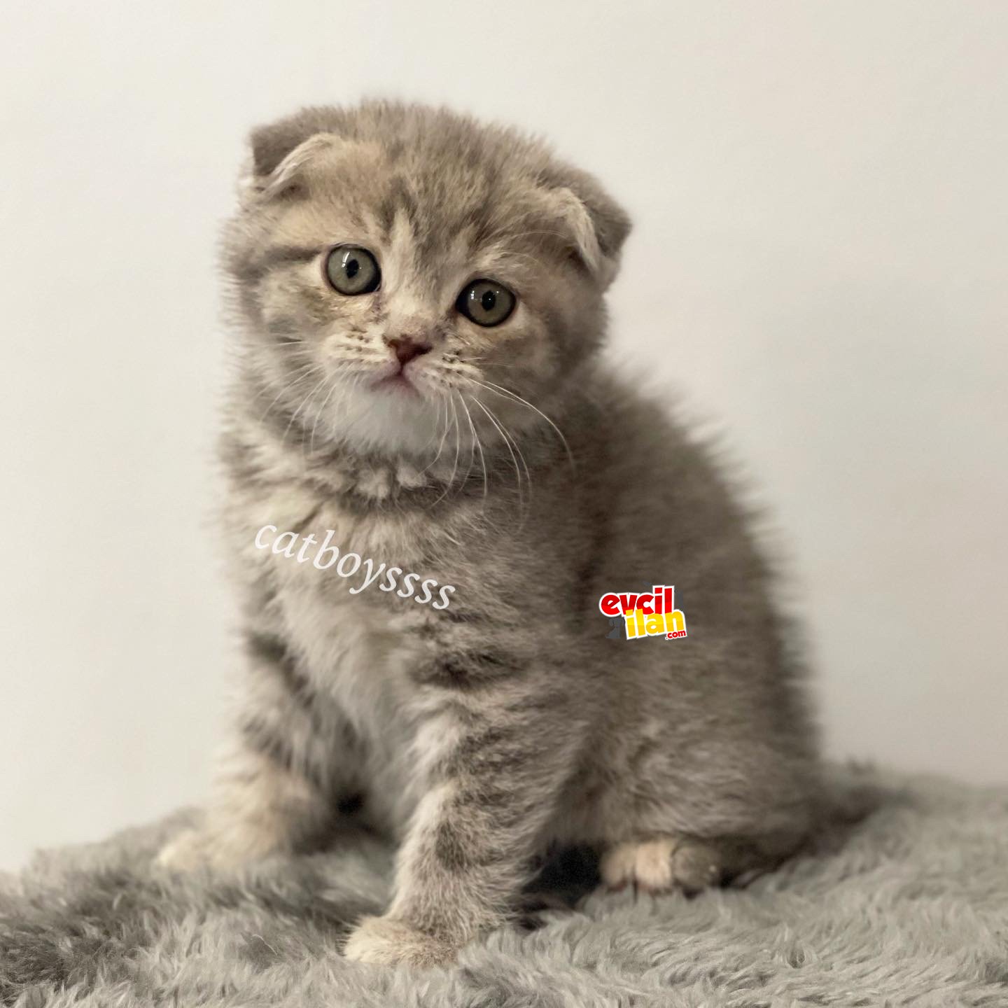 Blue tabby scottish fold dişi yavrumuz 