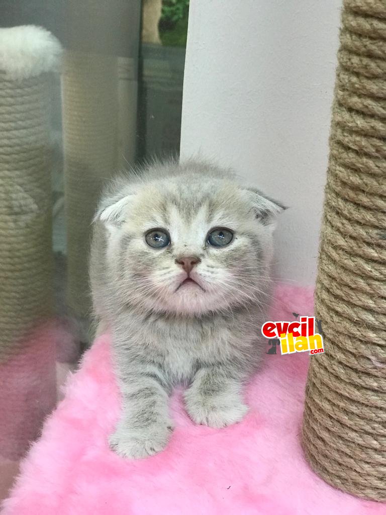 Blue tabby scottish fold erkek yavrumuz