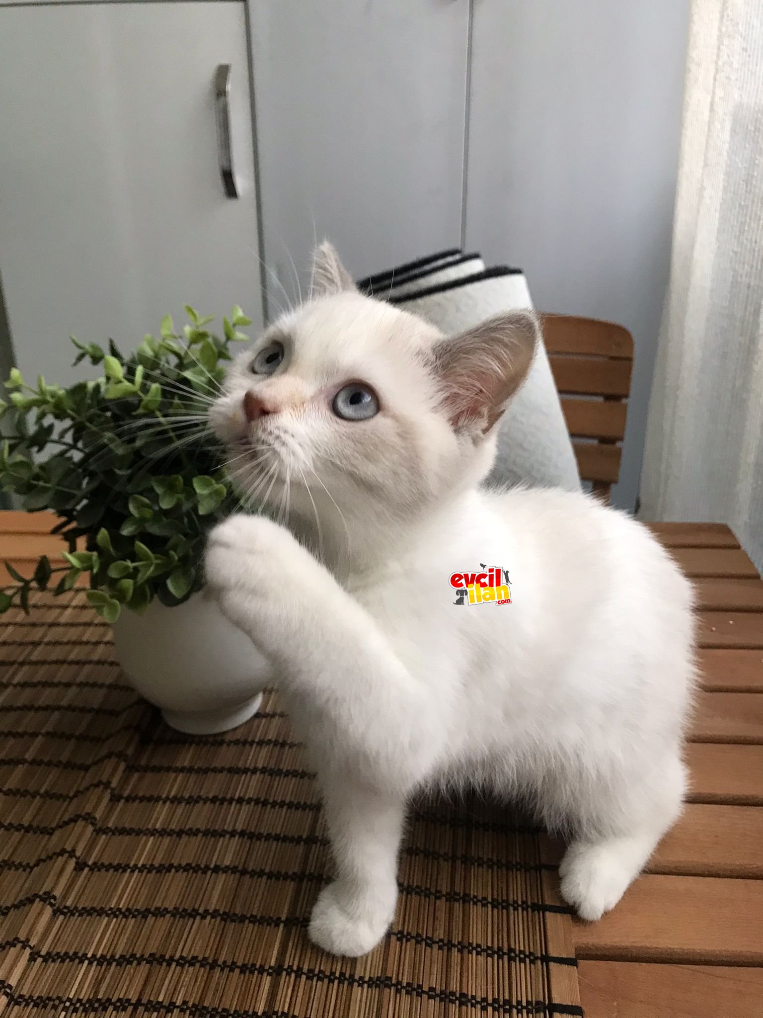 Bluepoint British Shorthair