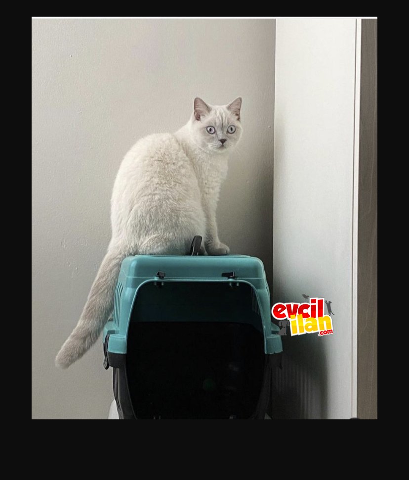 Bluepoint dişi kısır kedi 