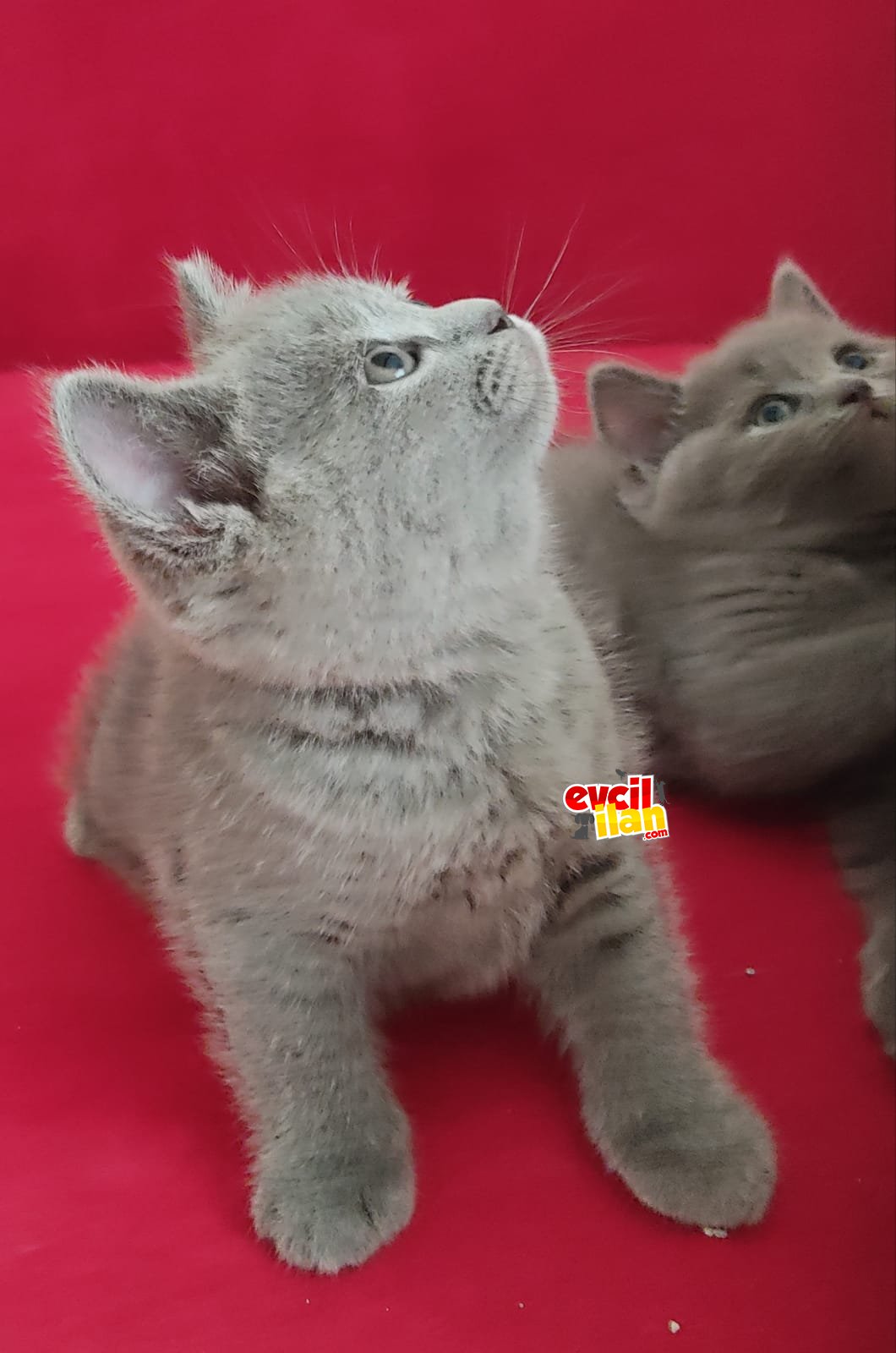 Blupoint 3 erkek 1 dişi British Shorthair yavrular