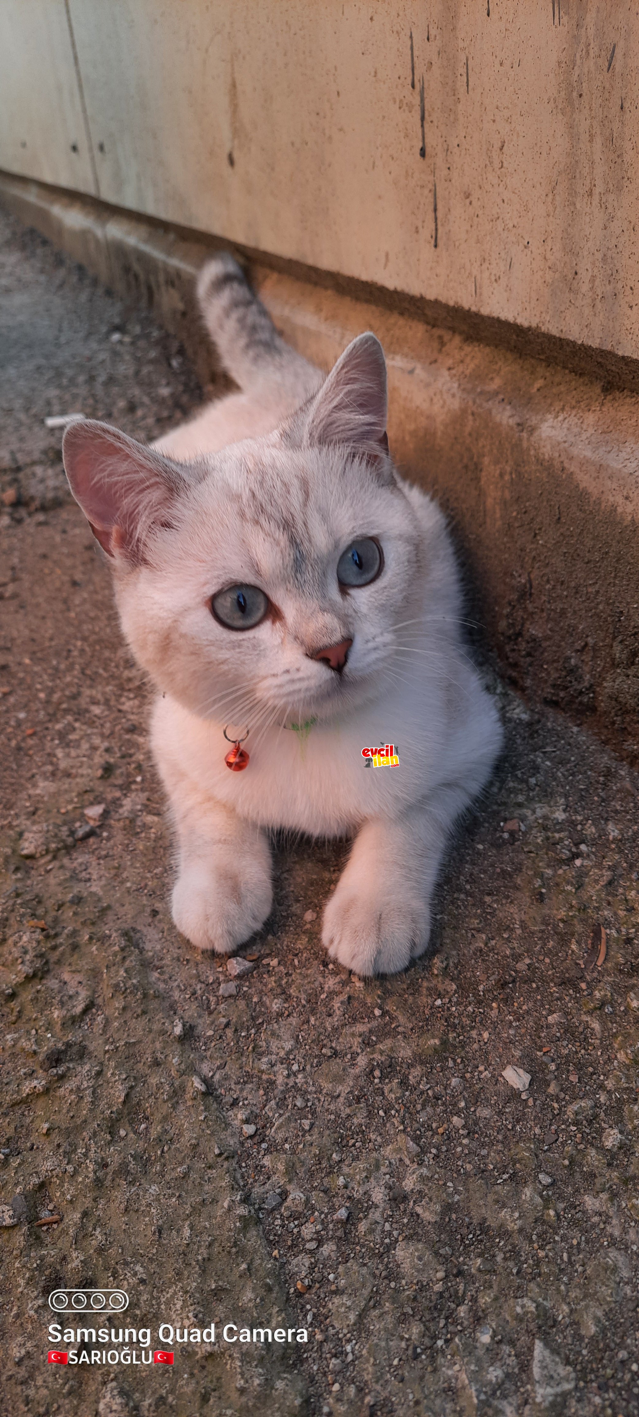 Boncuk yeni evi