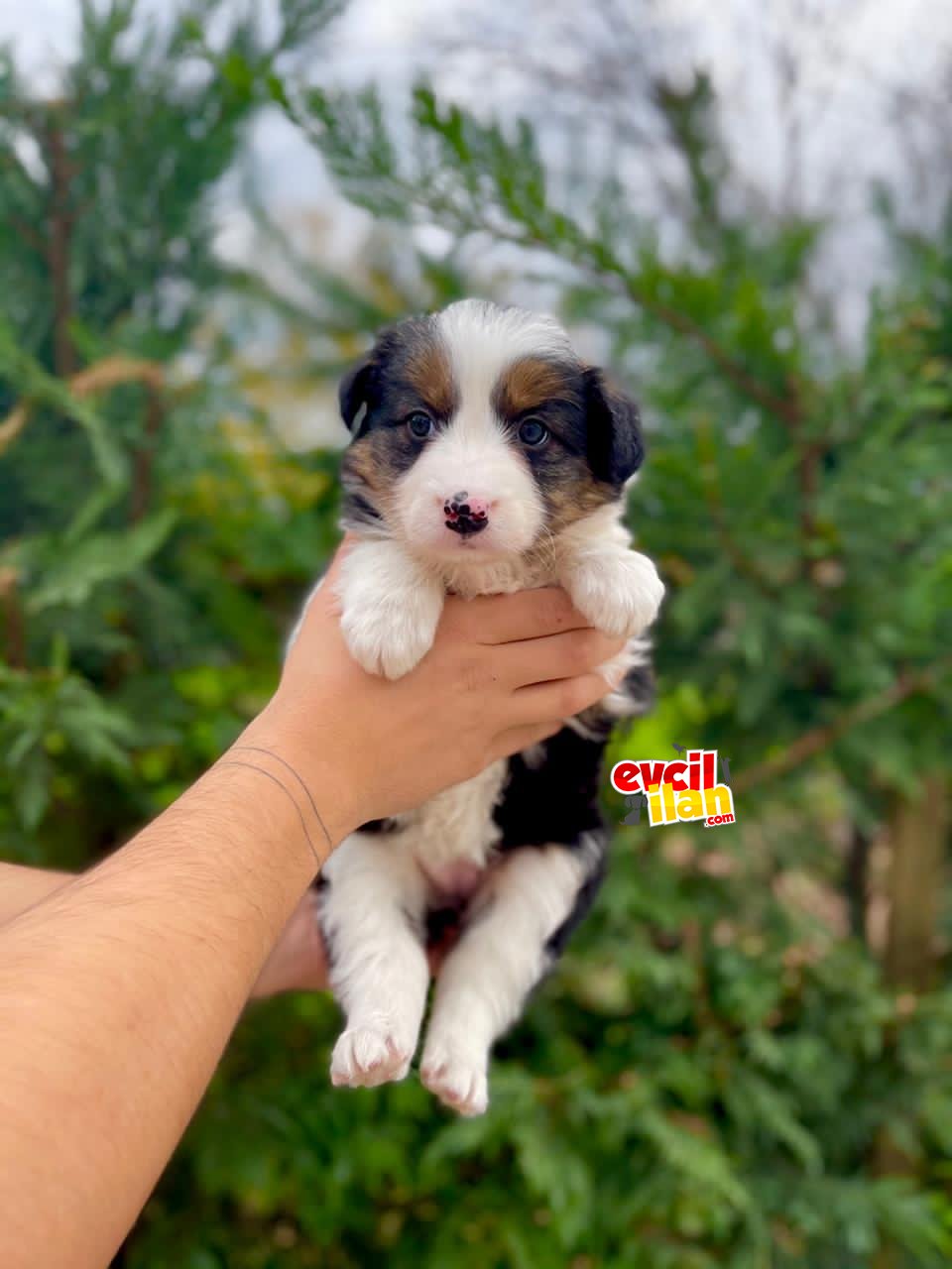 BORDER COLLIE YAVRULARIMIZ SHOW KALITE