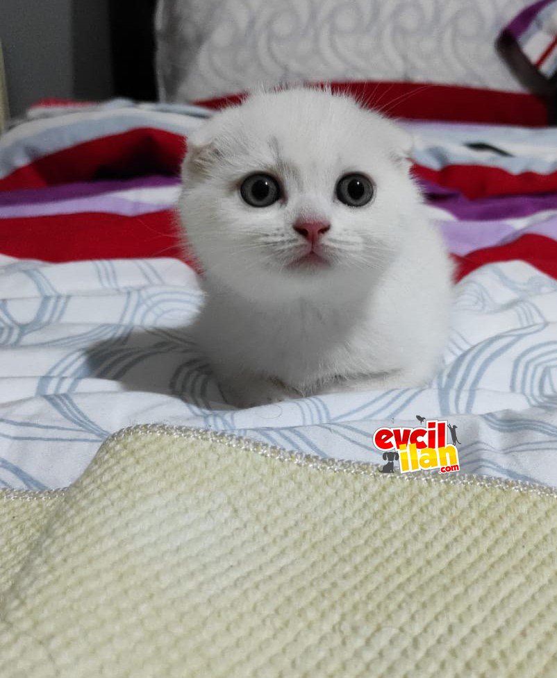 briritsh scotish yavrusu 2 aylık