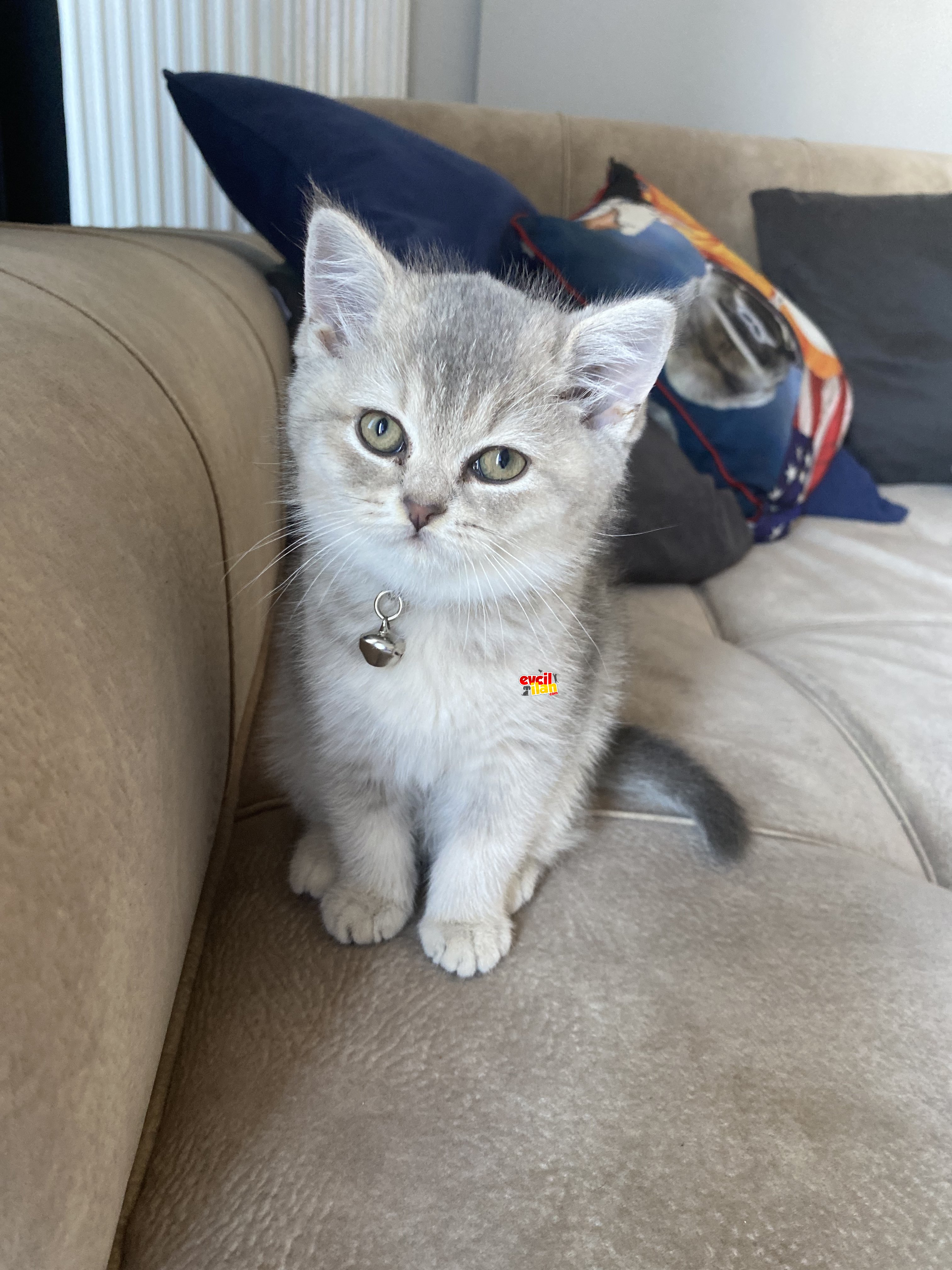 Bristih silver özel tür