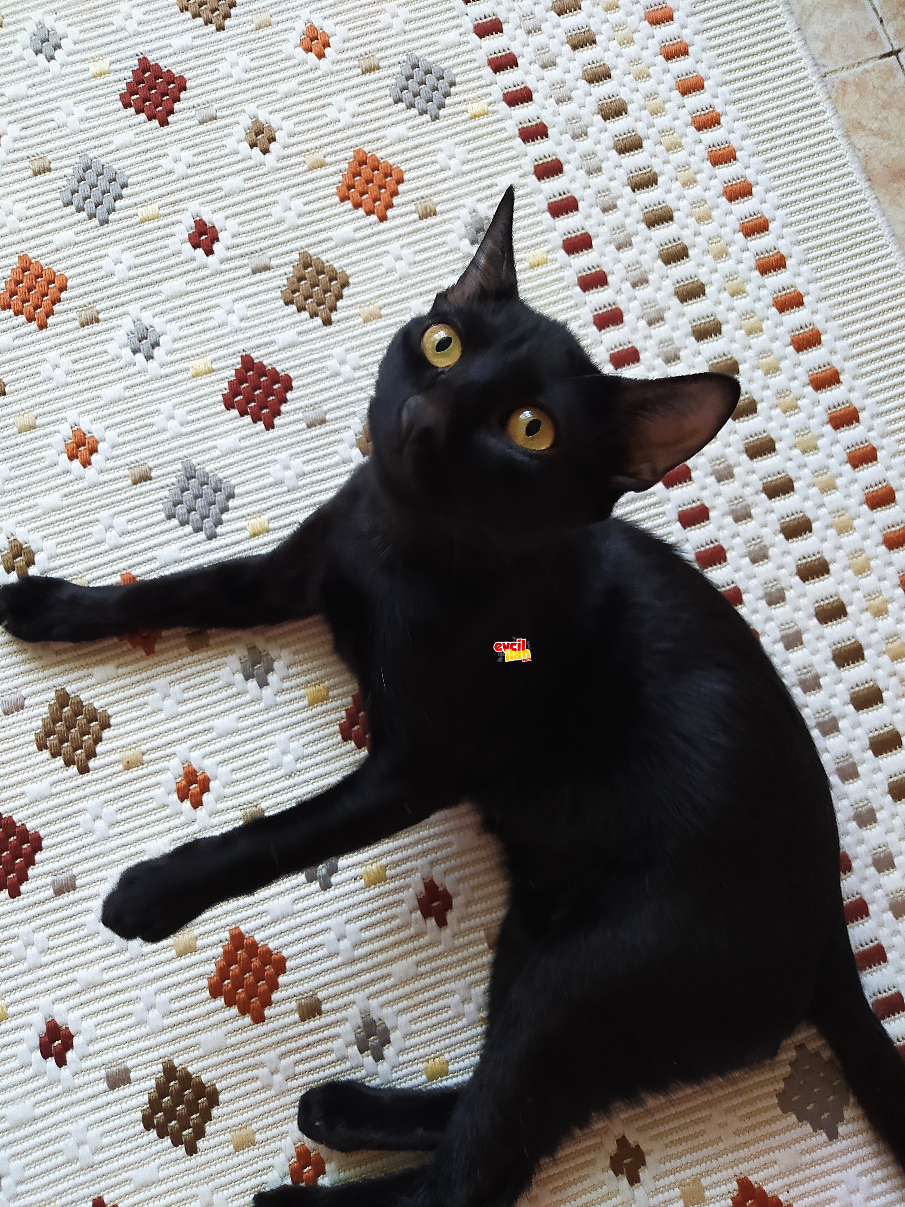 Bristish Shortair melezi siyah dişi kedi 6 aylık
