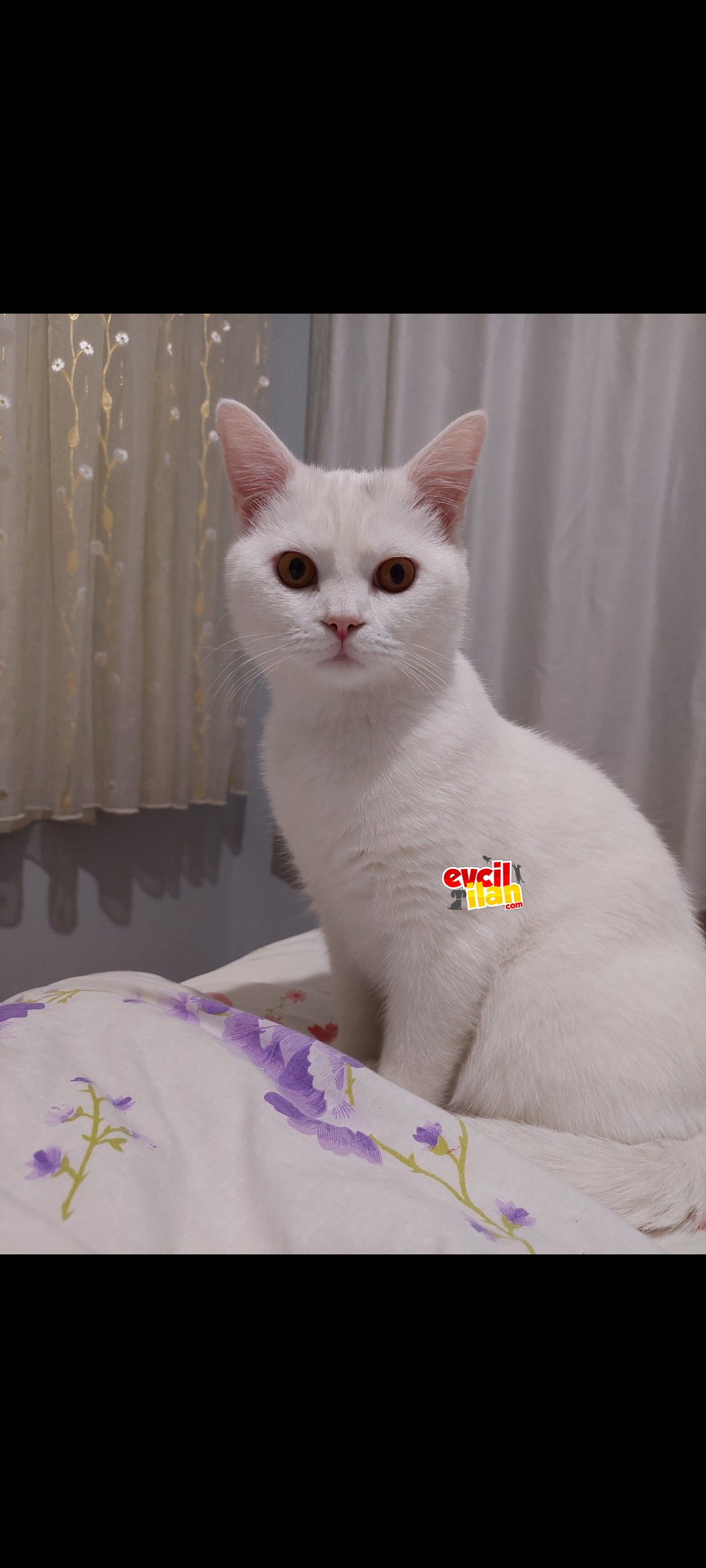 Bristish Shorthair Erkek