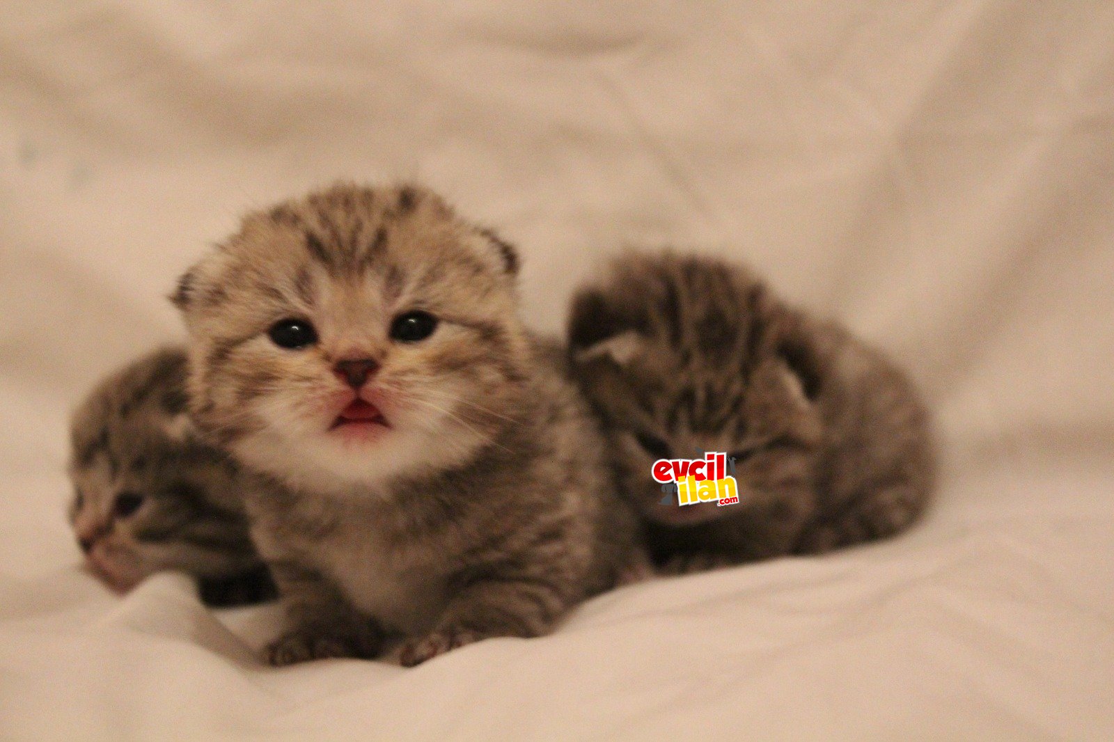 Bristish silver tabby yavrular