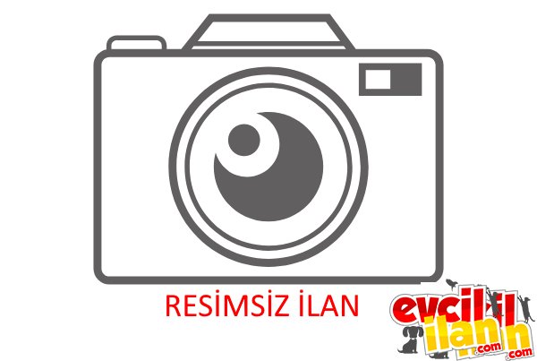 Bristish siyah kedi