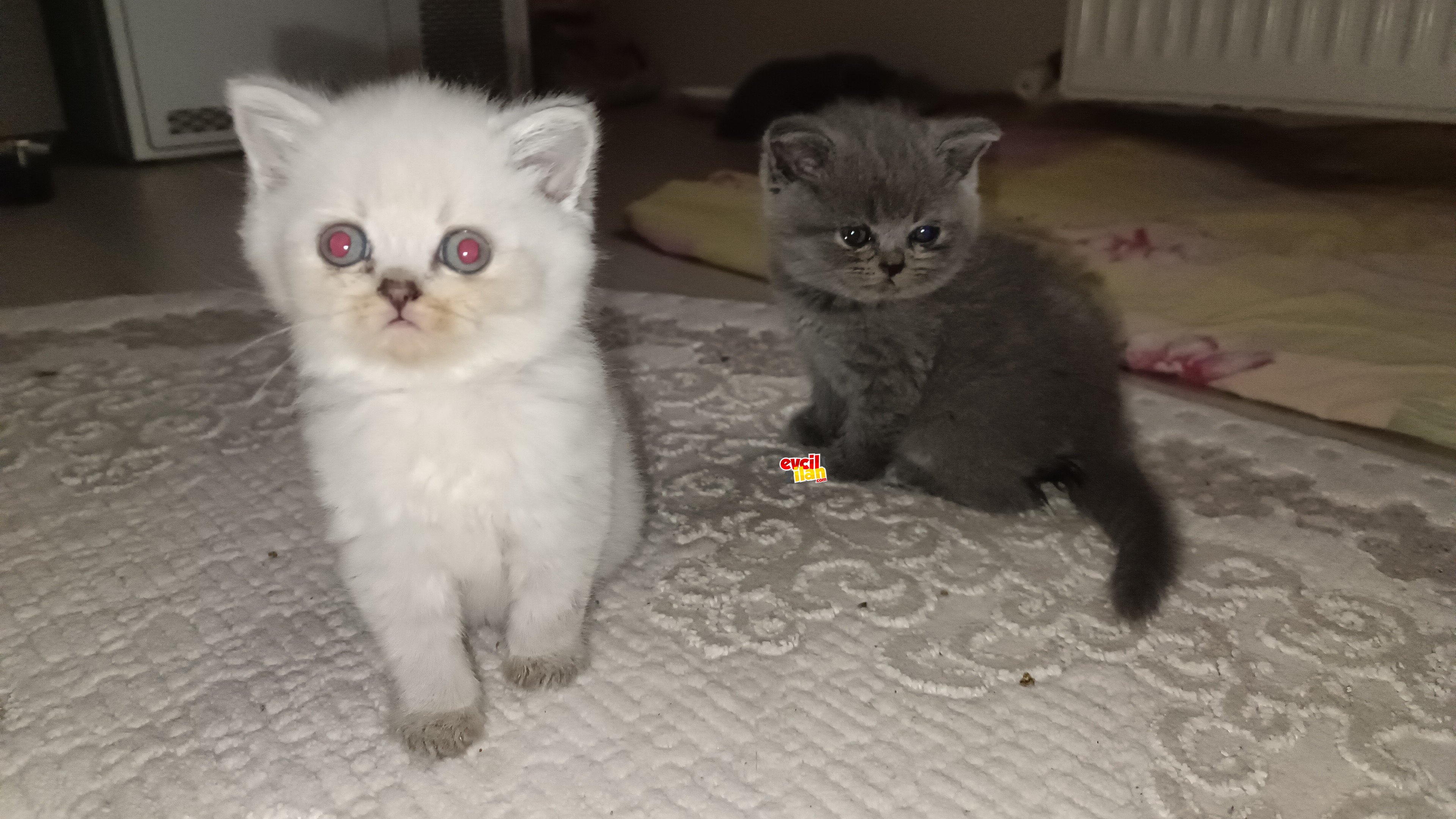 Brithis shorthair blue point erkek 