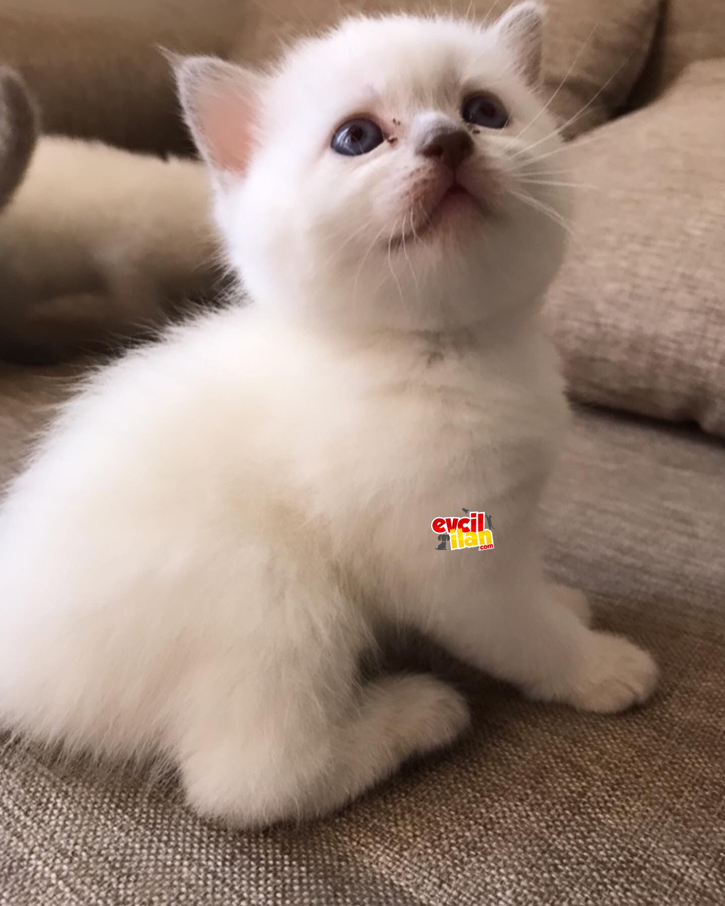 Brithis shorthair blue point 