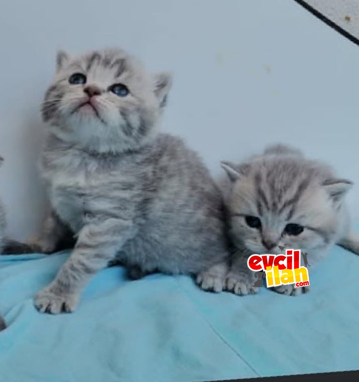 Britiş şhoir silver tabyy dişi 2 bucuk aylık yeni yuvasını arıyor 