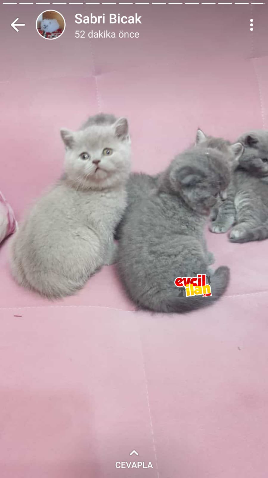 BRİTİŞ YAVRULARIM 