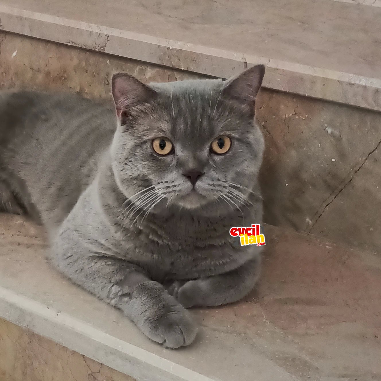 BRİTİSH 14 AYLIK