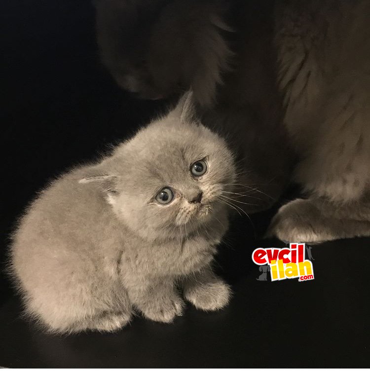British 2 aylık dişi yavrularımız 