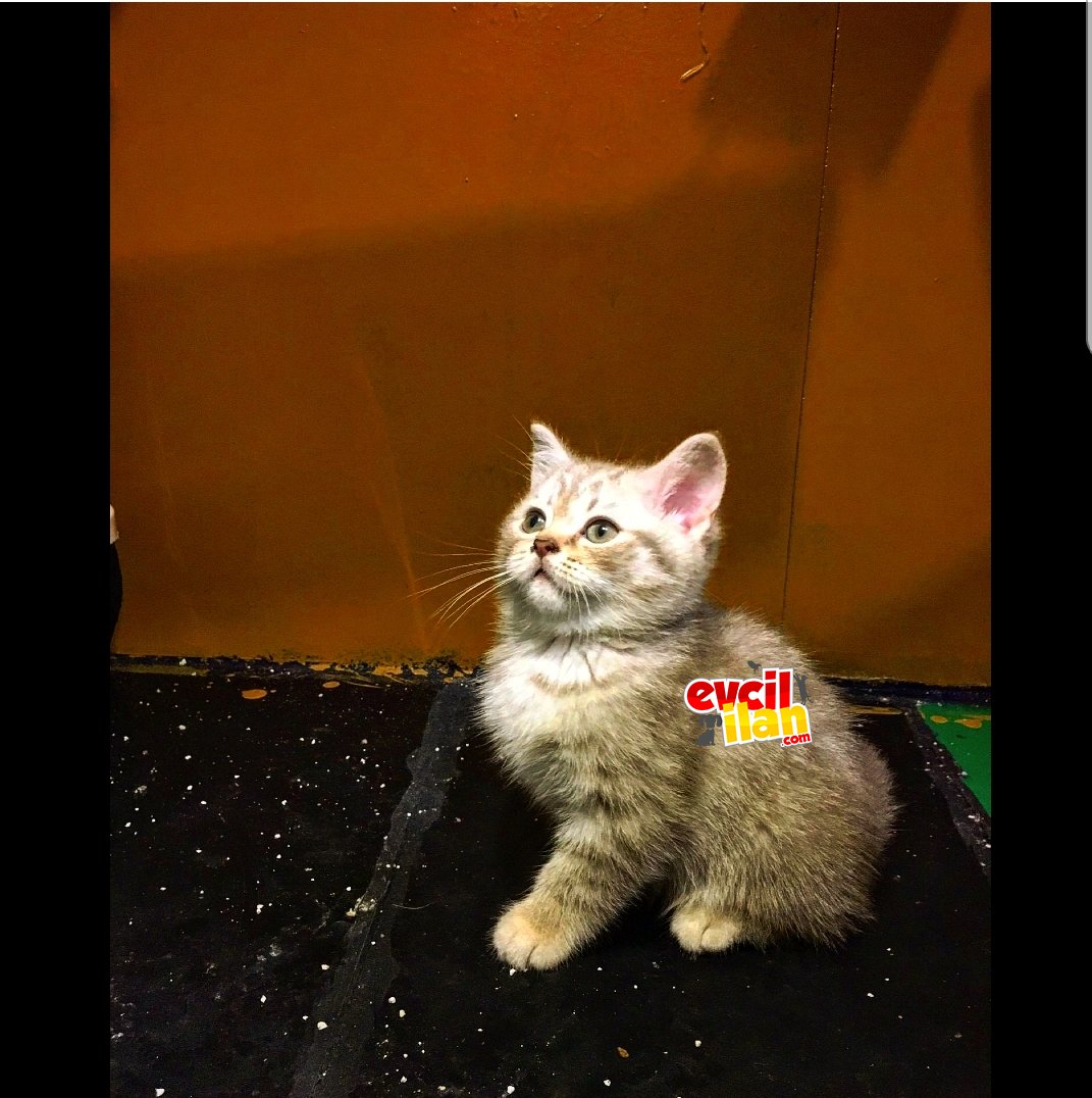 British 2 Aylık Sağlıklı ve Oyuncu 