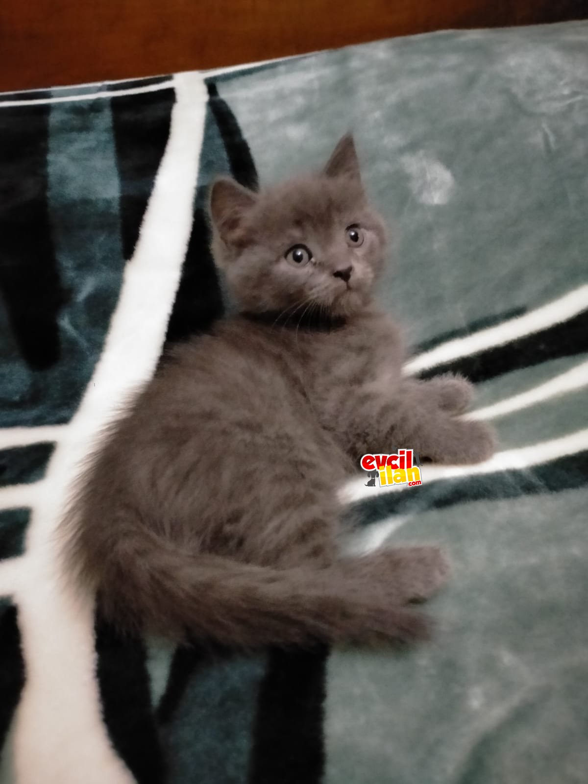 British 8 kasim doğumlu kedi