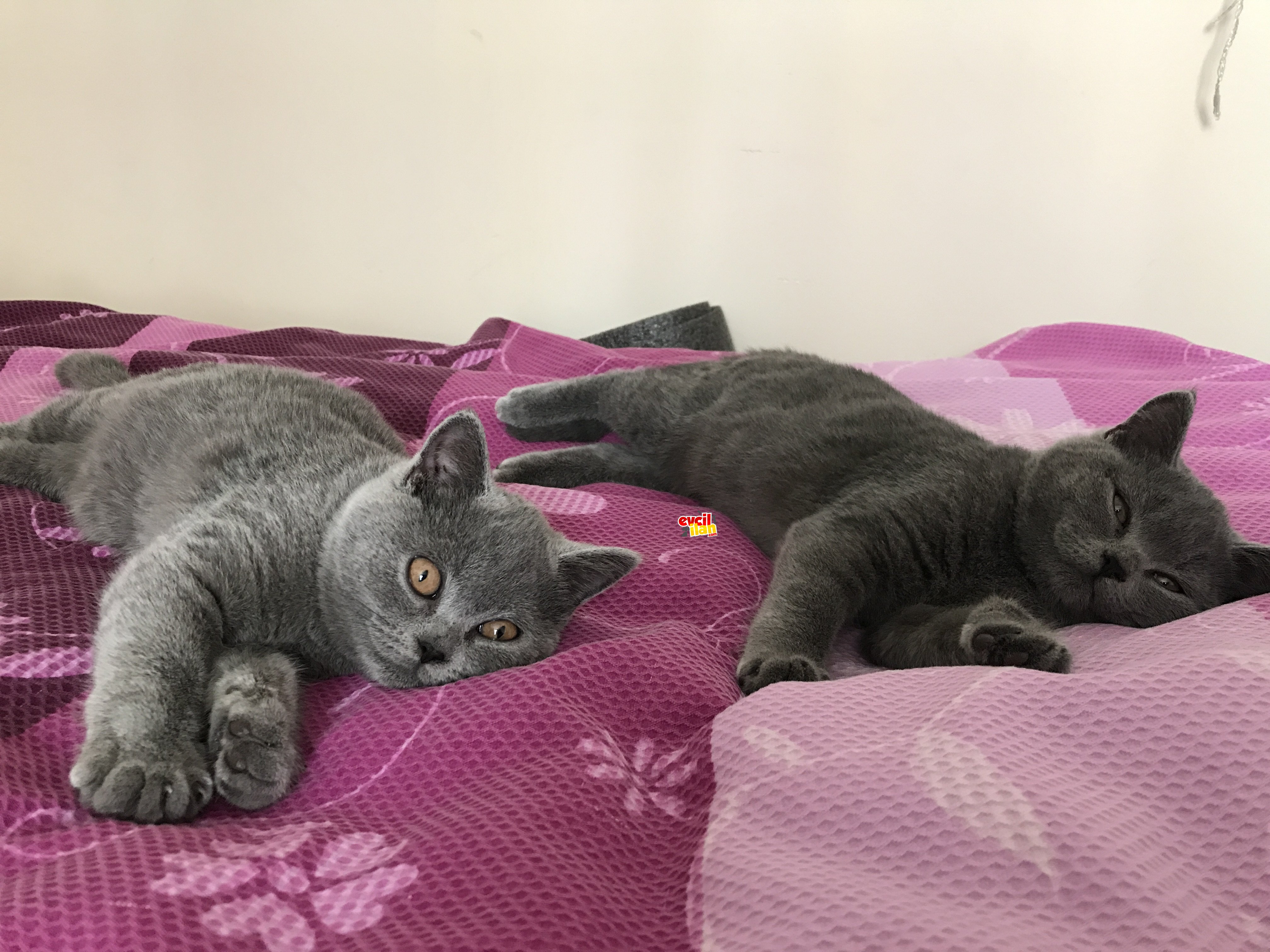 British bebek kedilerimiz ev ariyor