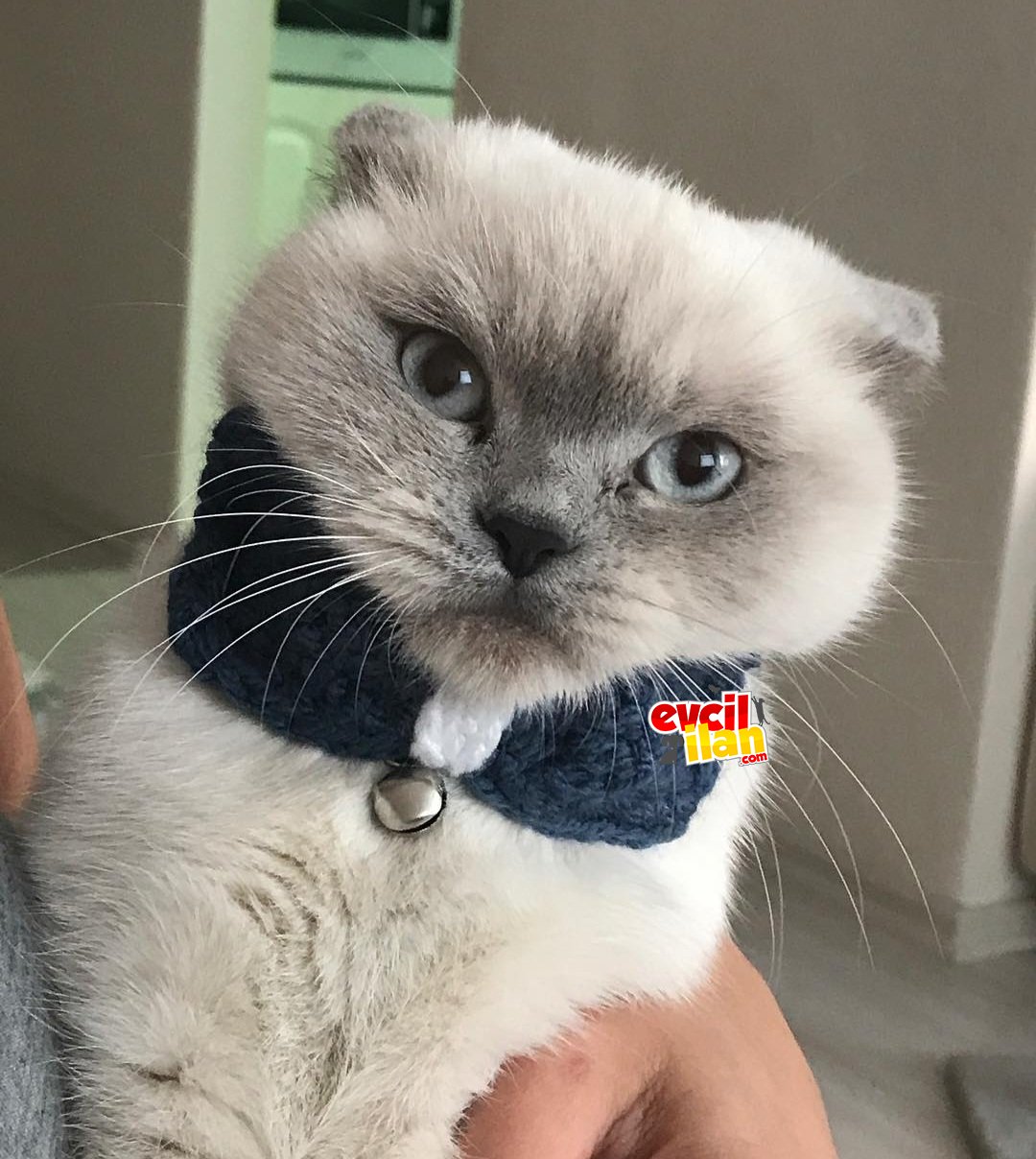 British blue point cinsi kızıma acil yuva 