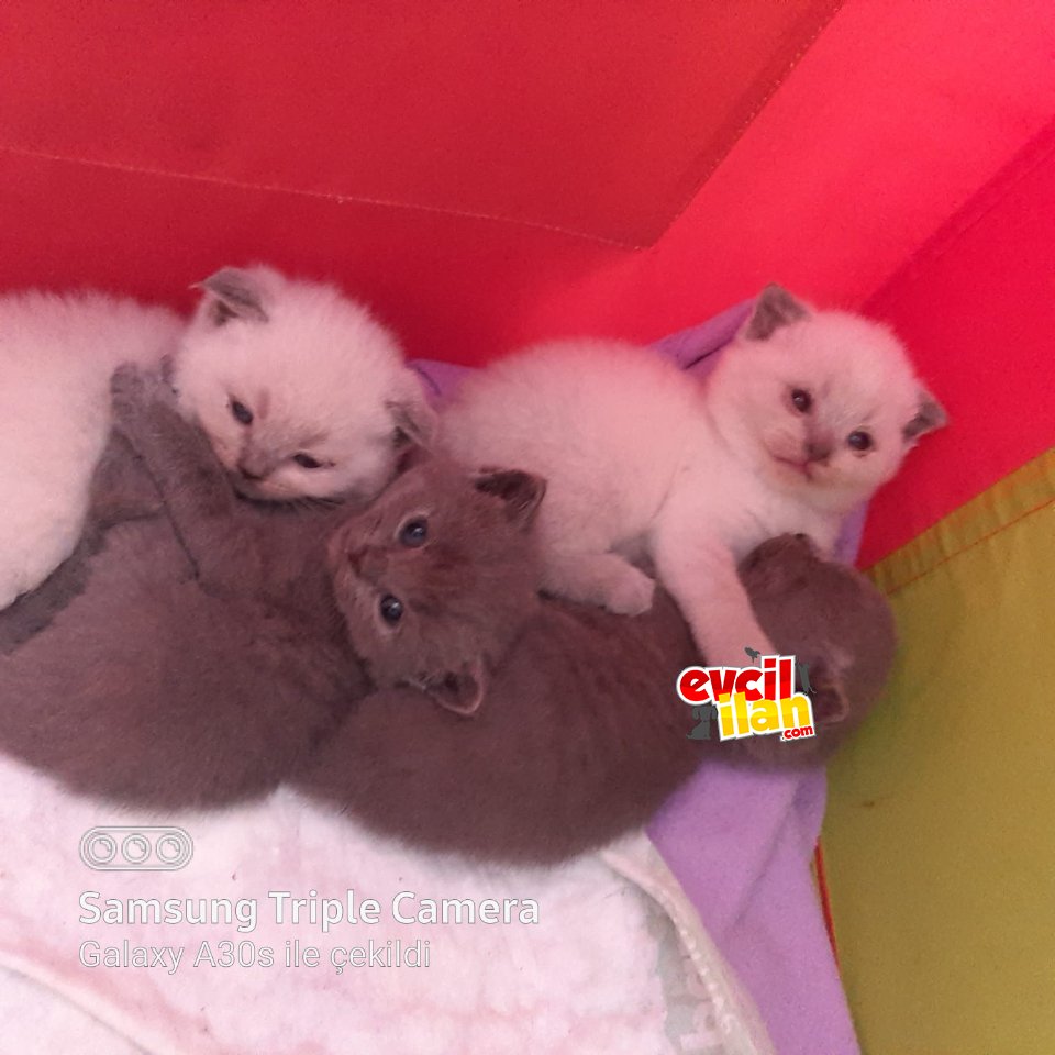  british blue point dişi bebek
