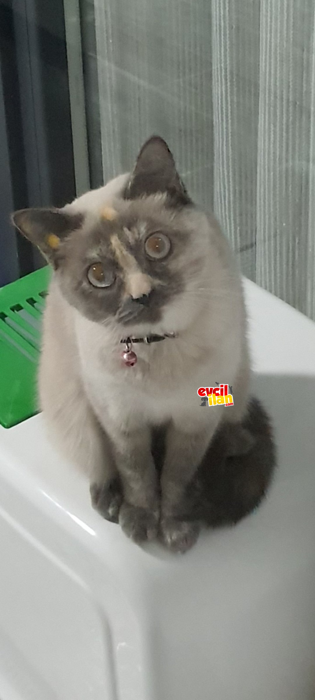 British blue point kızımıza yeni yuva..