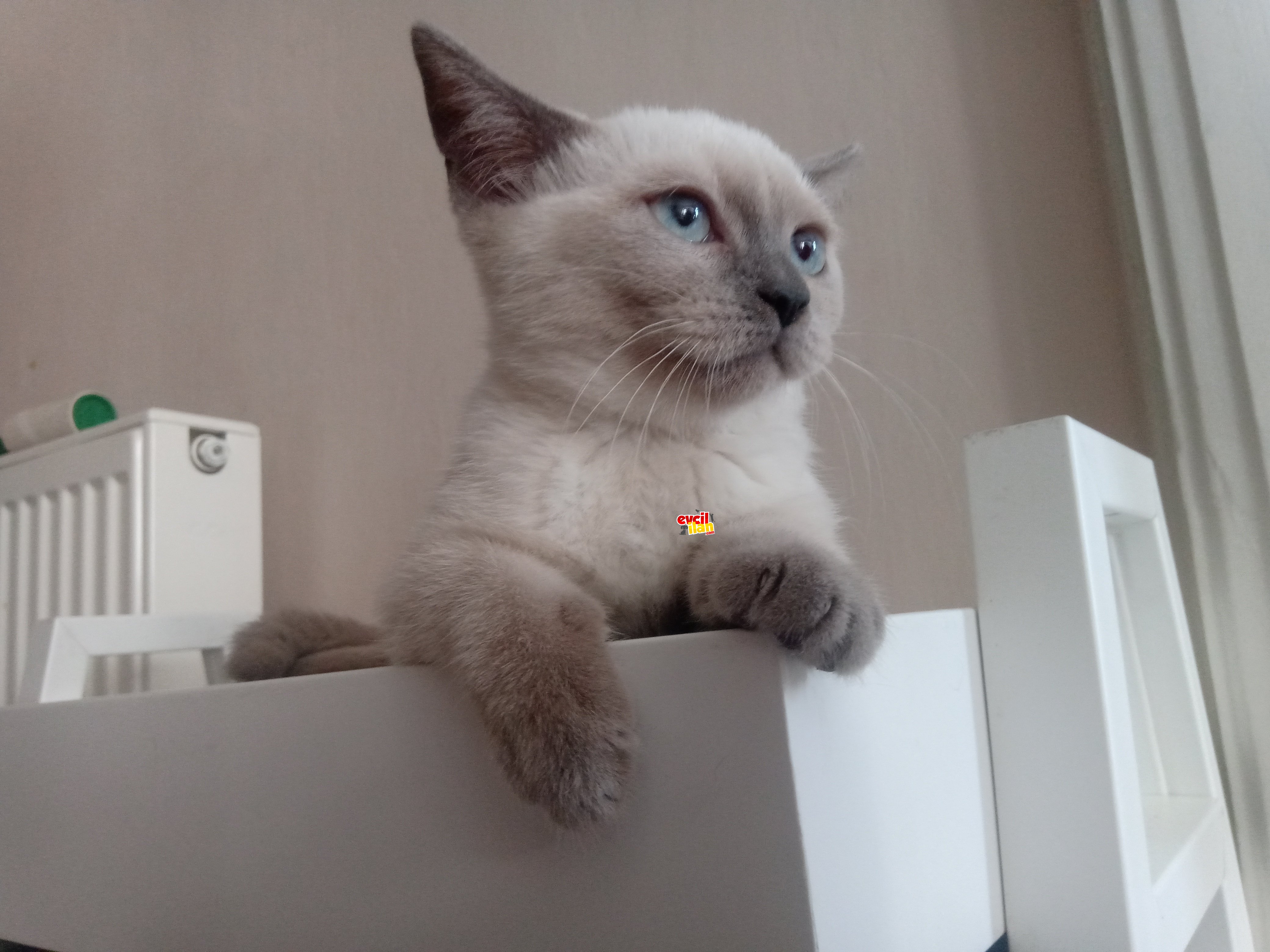 British blue point prensesimiz