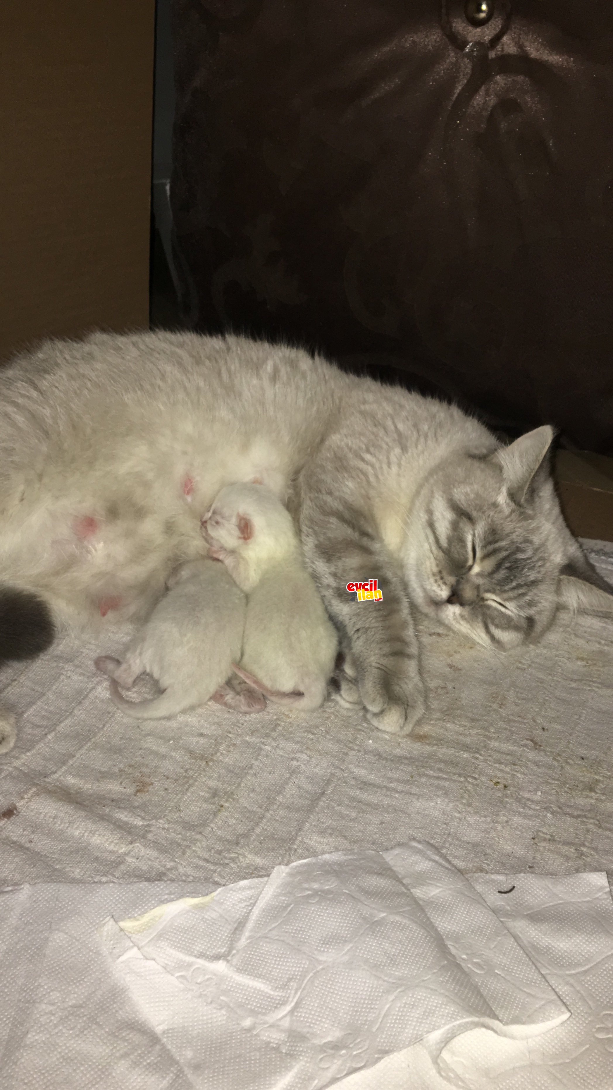 British blue point yavrularımıza yuva arıyoruz ☺️