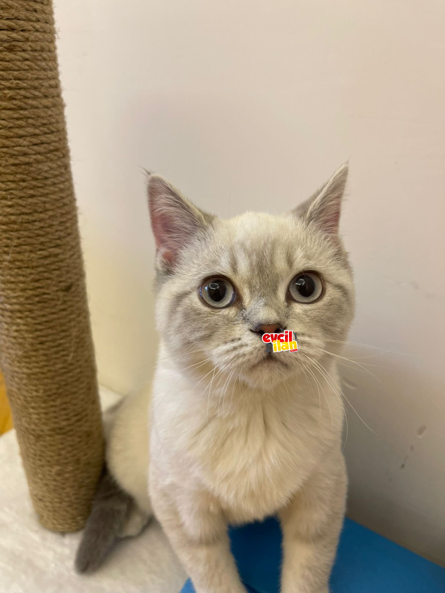 British blue point