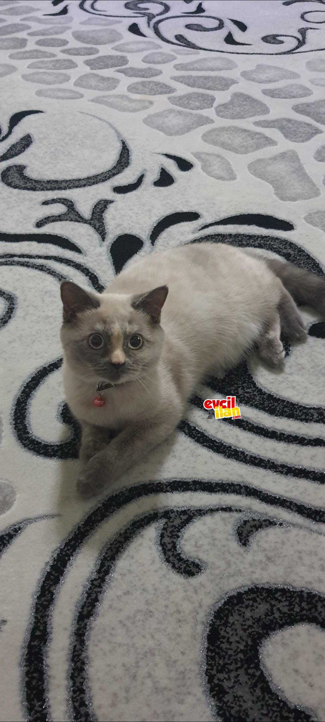 British blue point