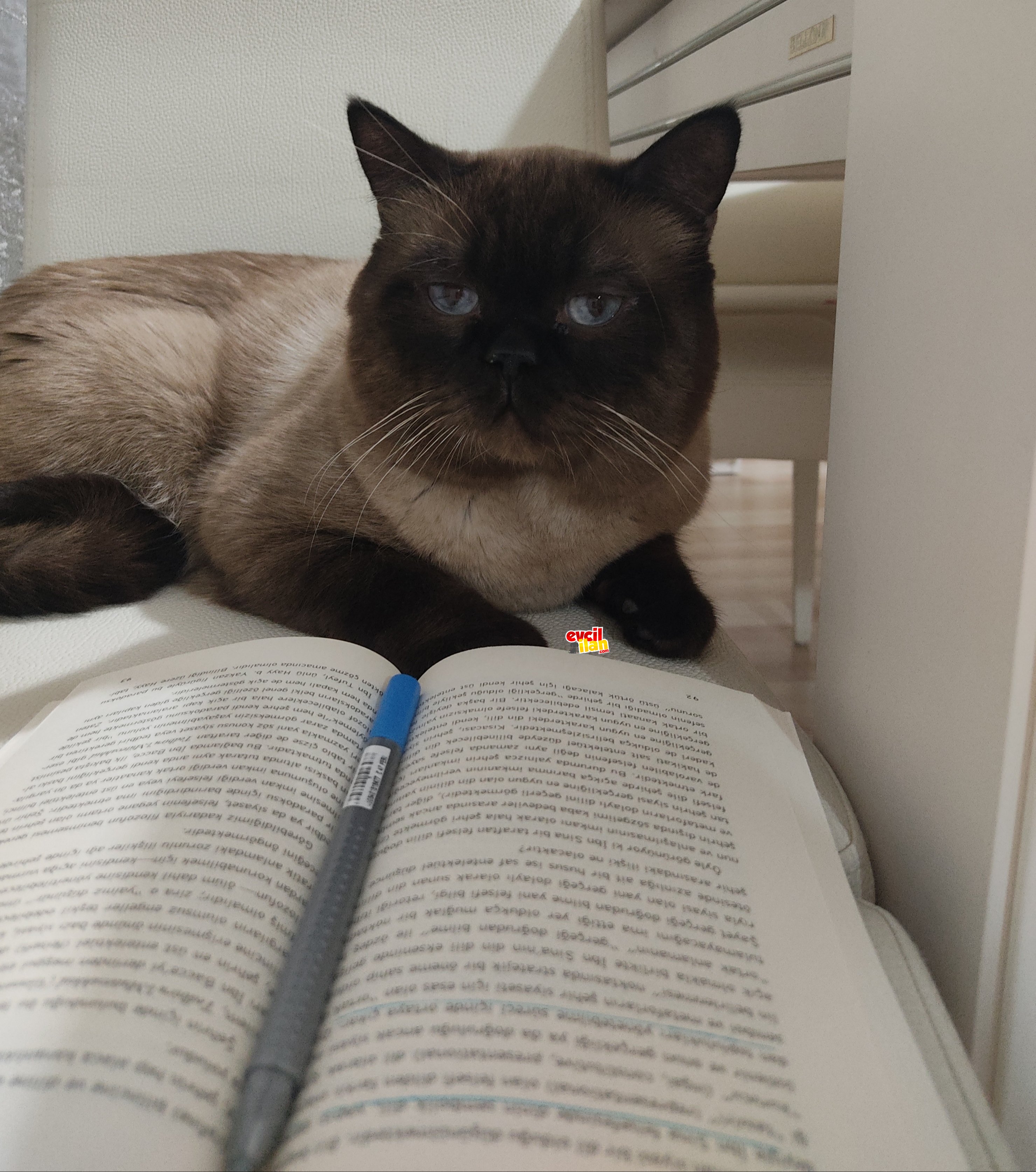 British Blue Point