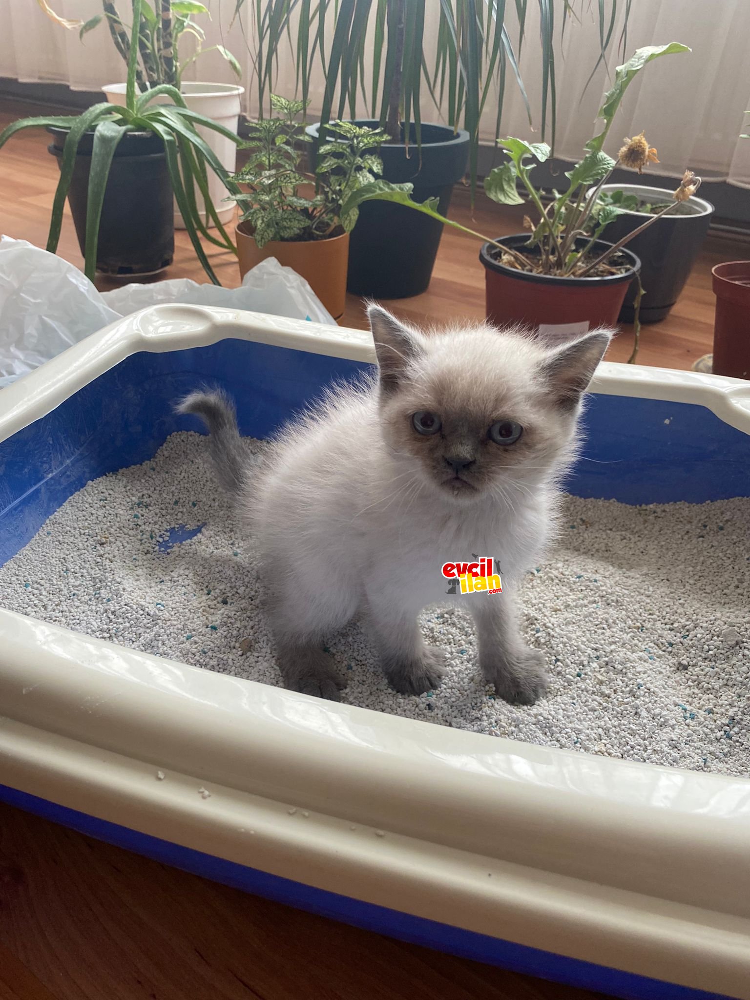 British blue point