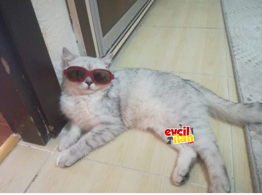 British bulut 