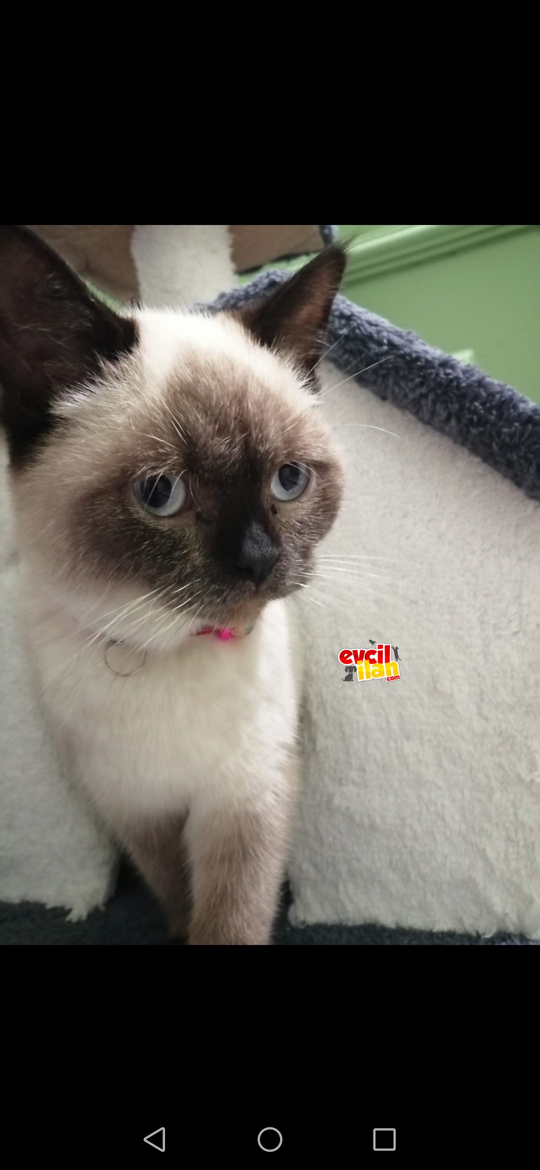 British çikolata blue point 