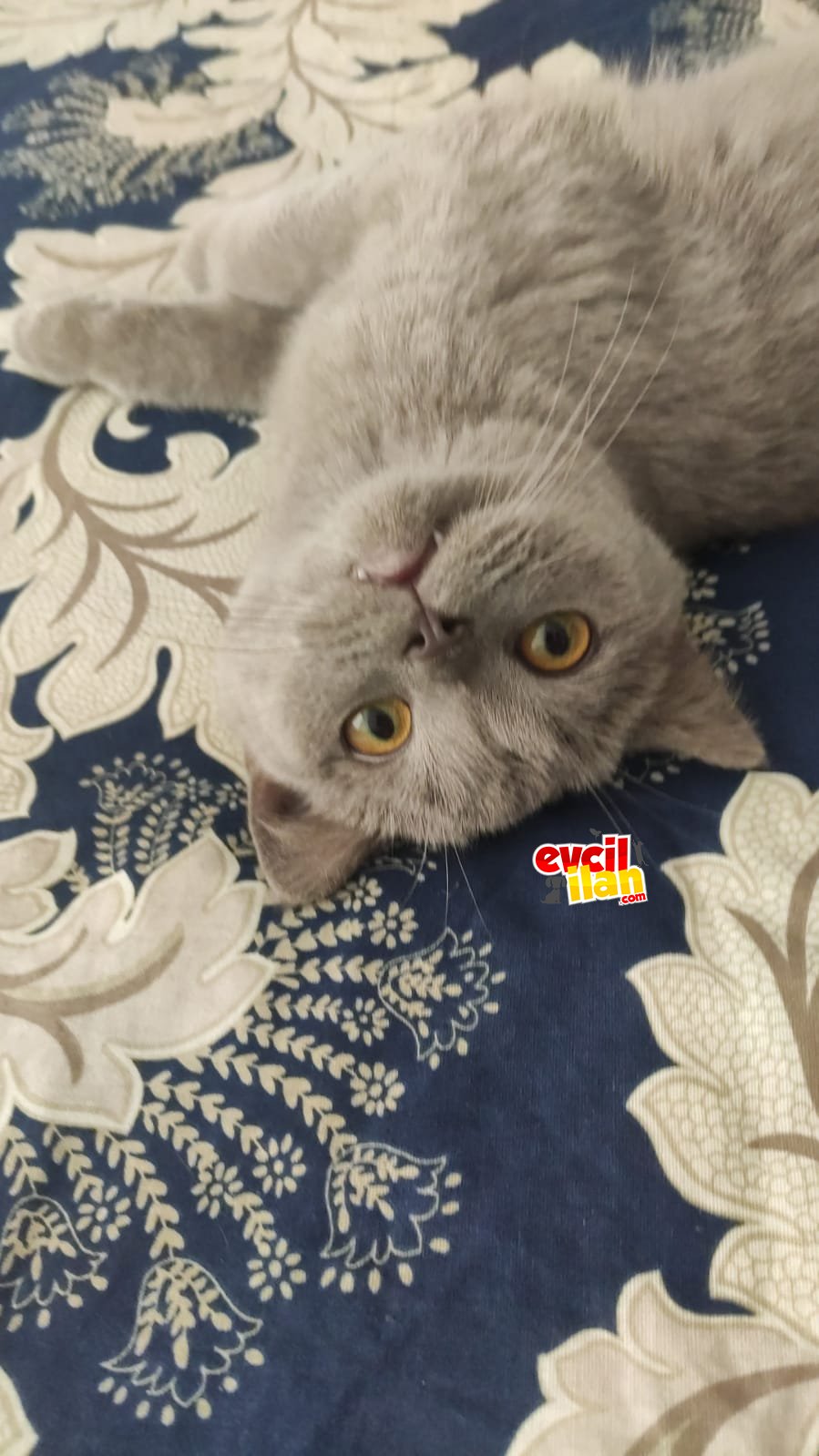 British cins 7 aylik yavru 