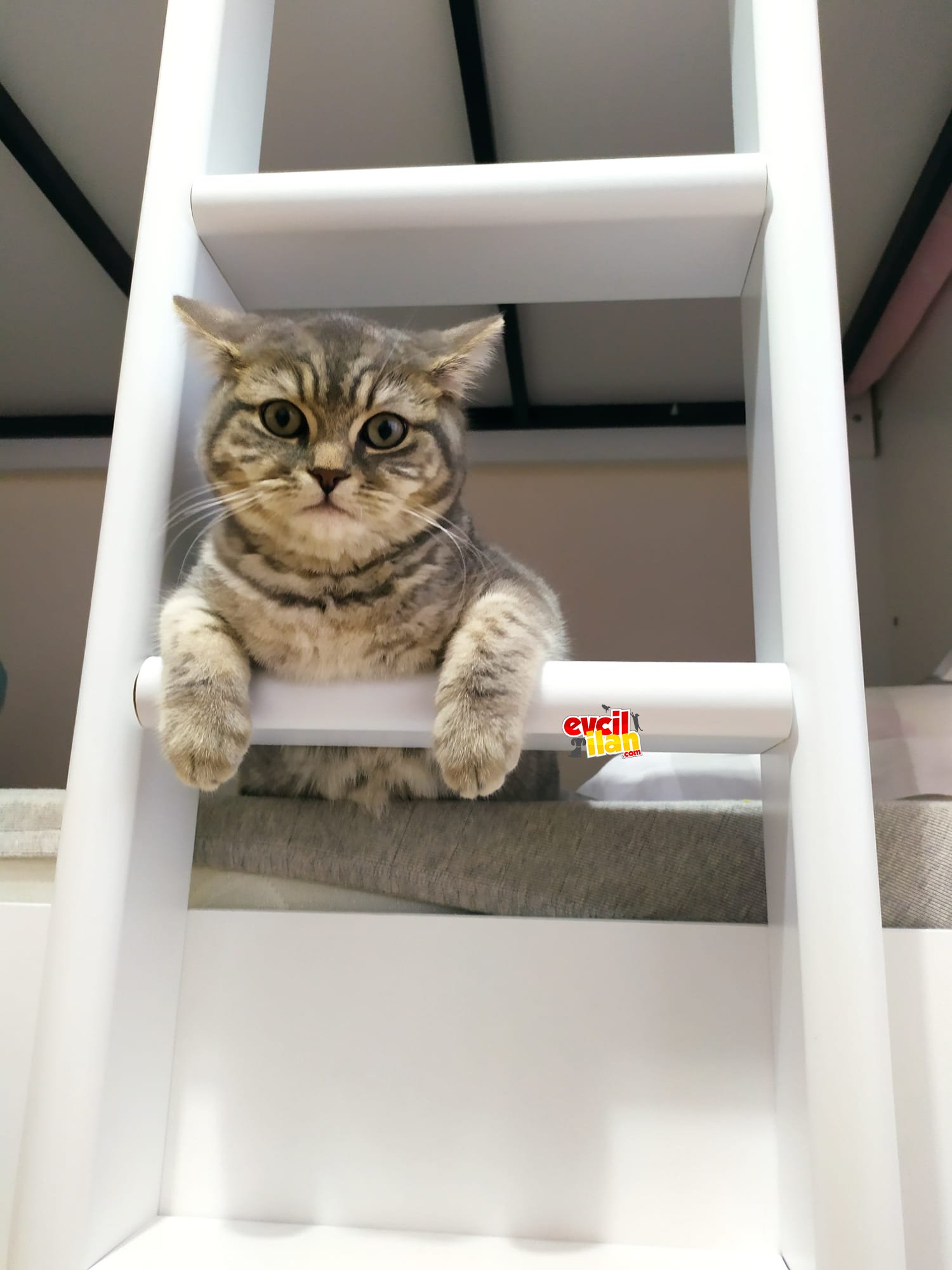 BRİTİSH CİNSİ ERKEK KEDİMİZİ