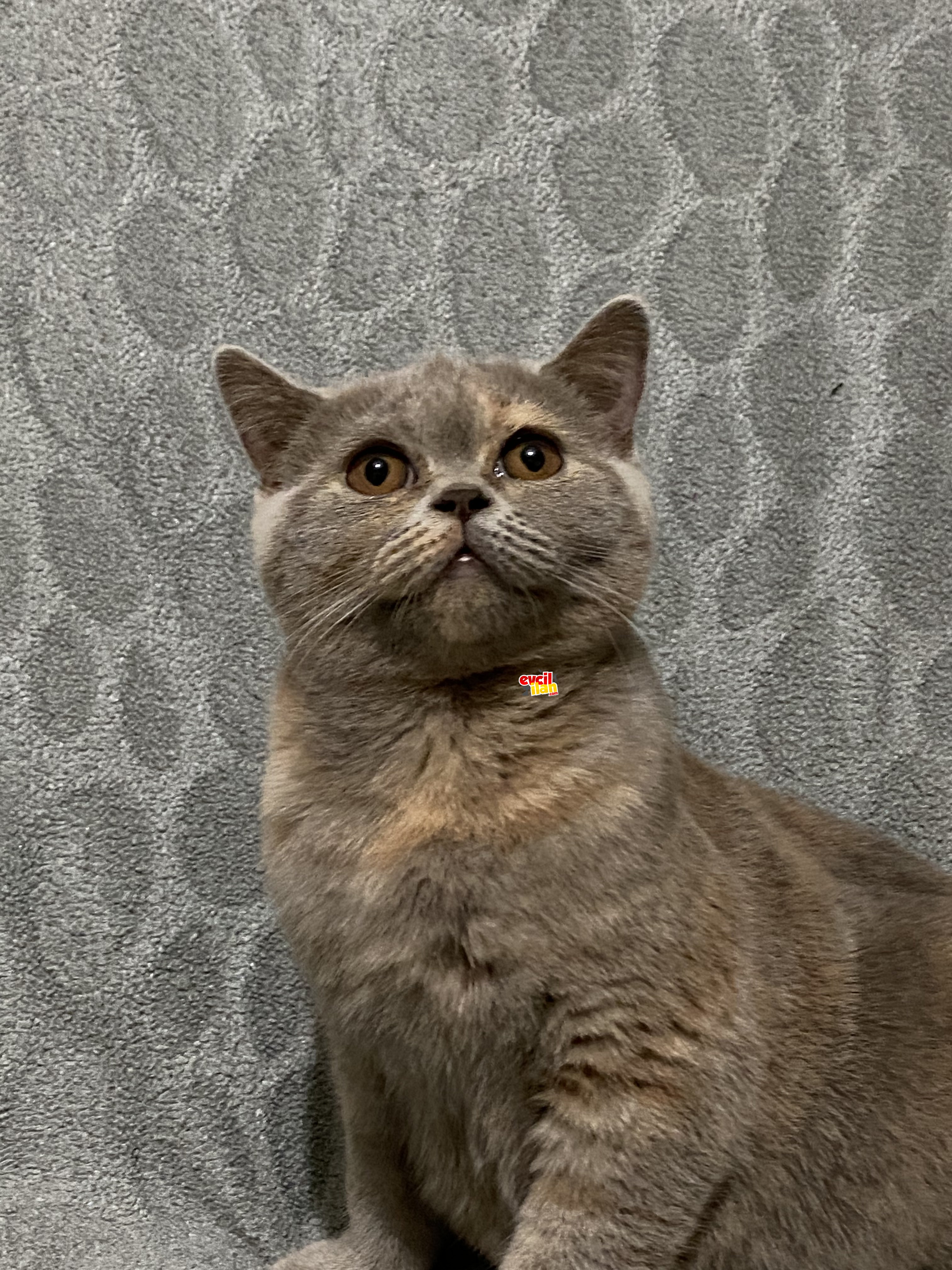 British dişi saf kan tuvalet eğitimli 