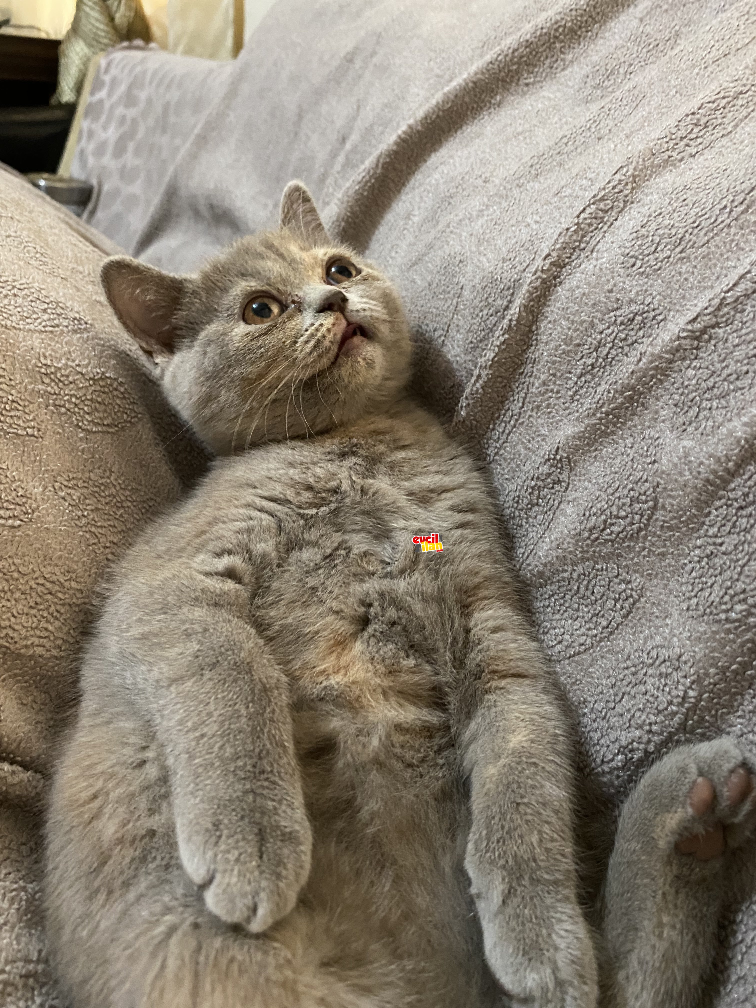 British dişi yavrularımız