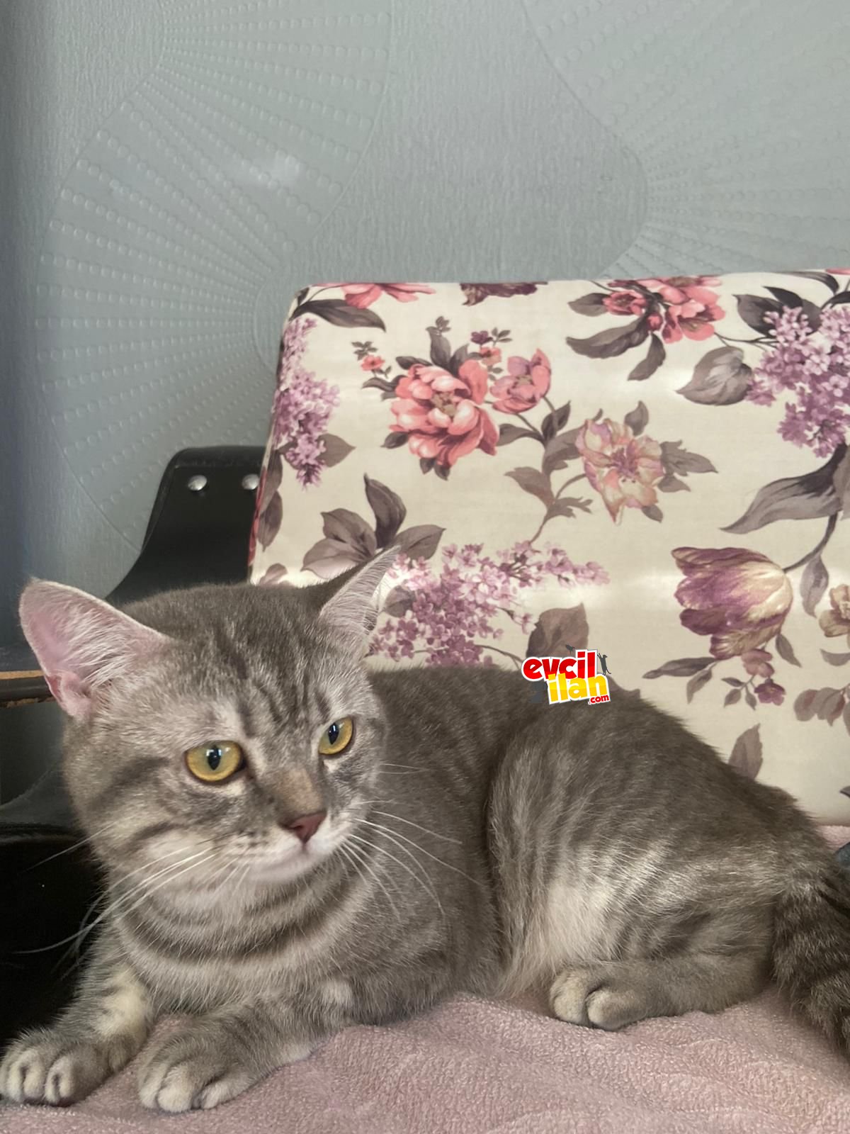 British Erkek Kedi