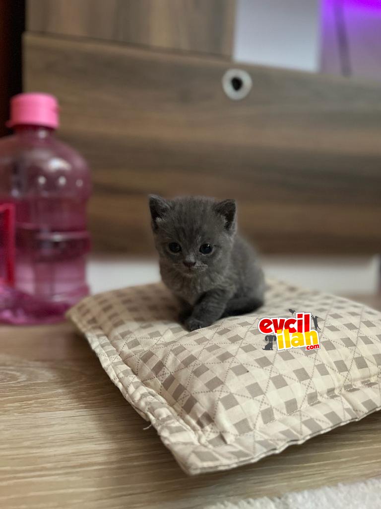 British erkek yavru kedi 