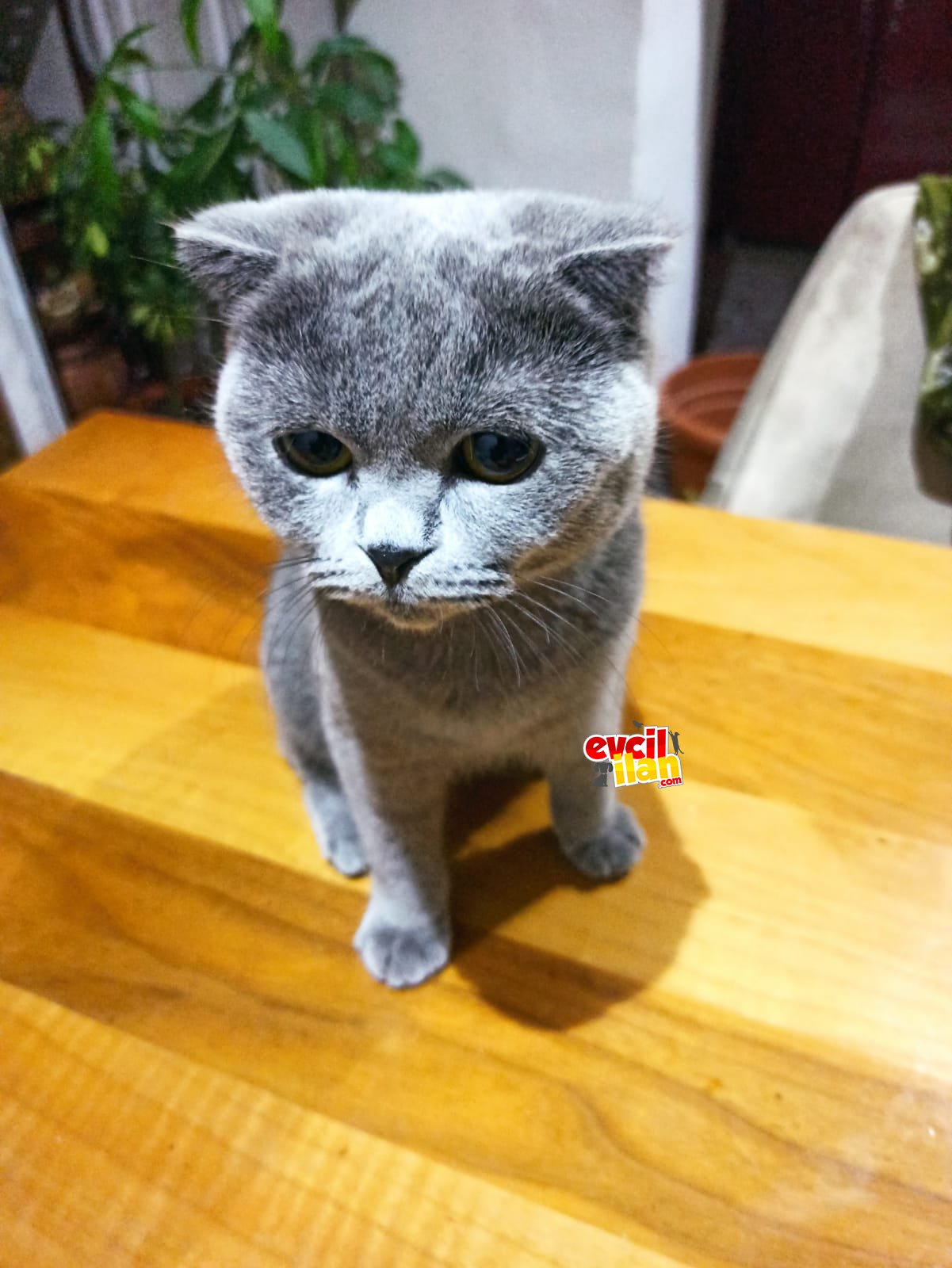 British Fold Cinsli Kedi Ve Yavruları