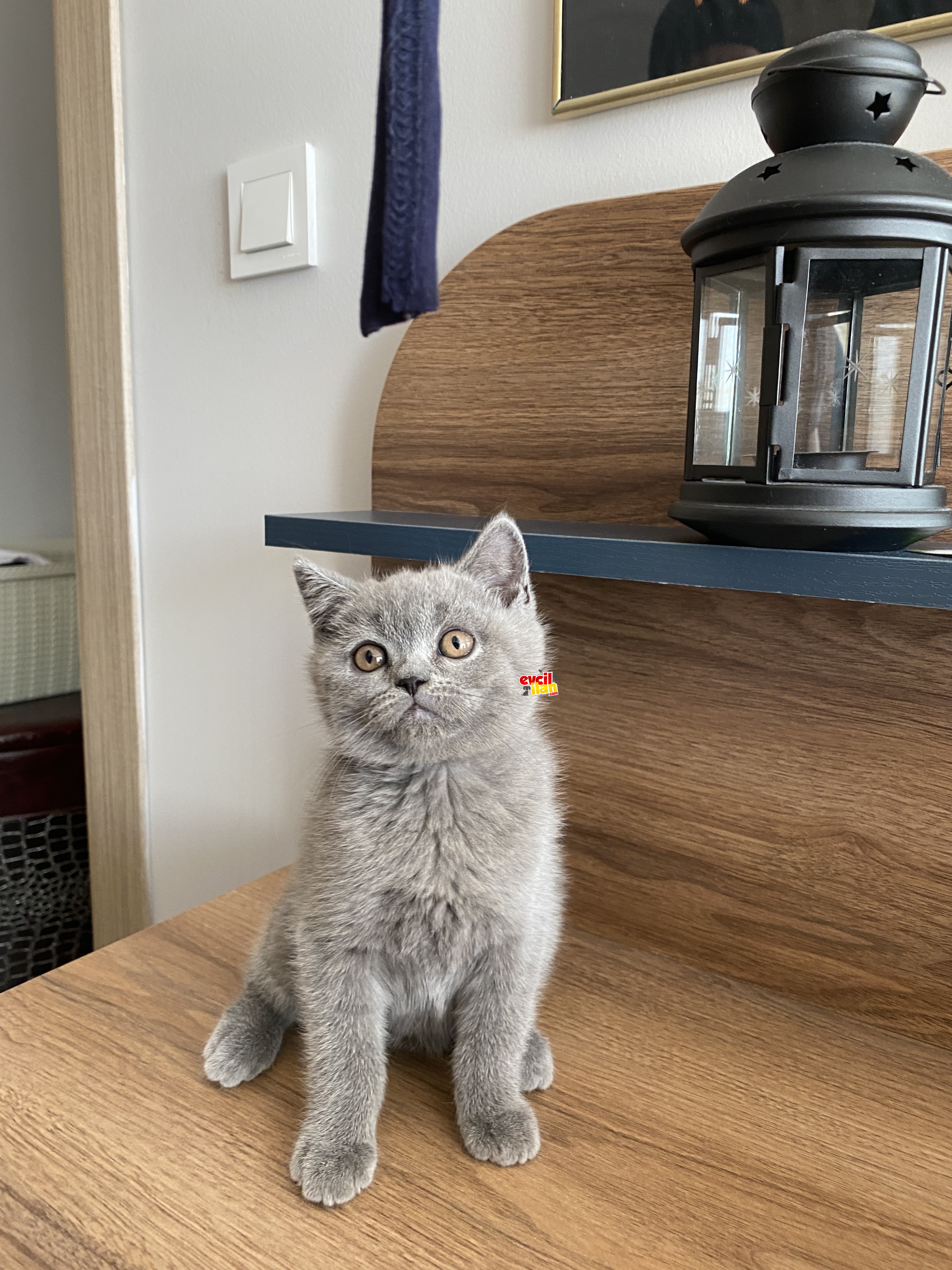 British Fold yavrular