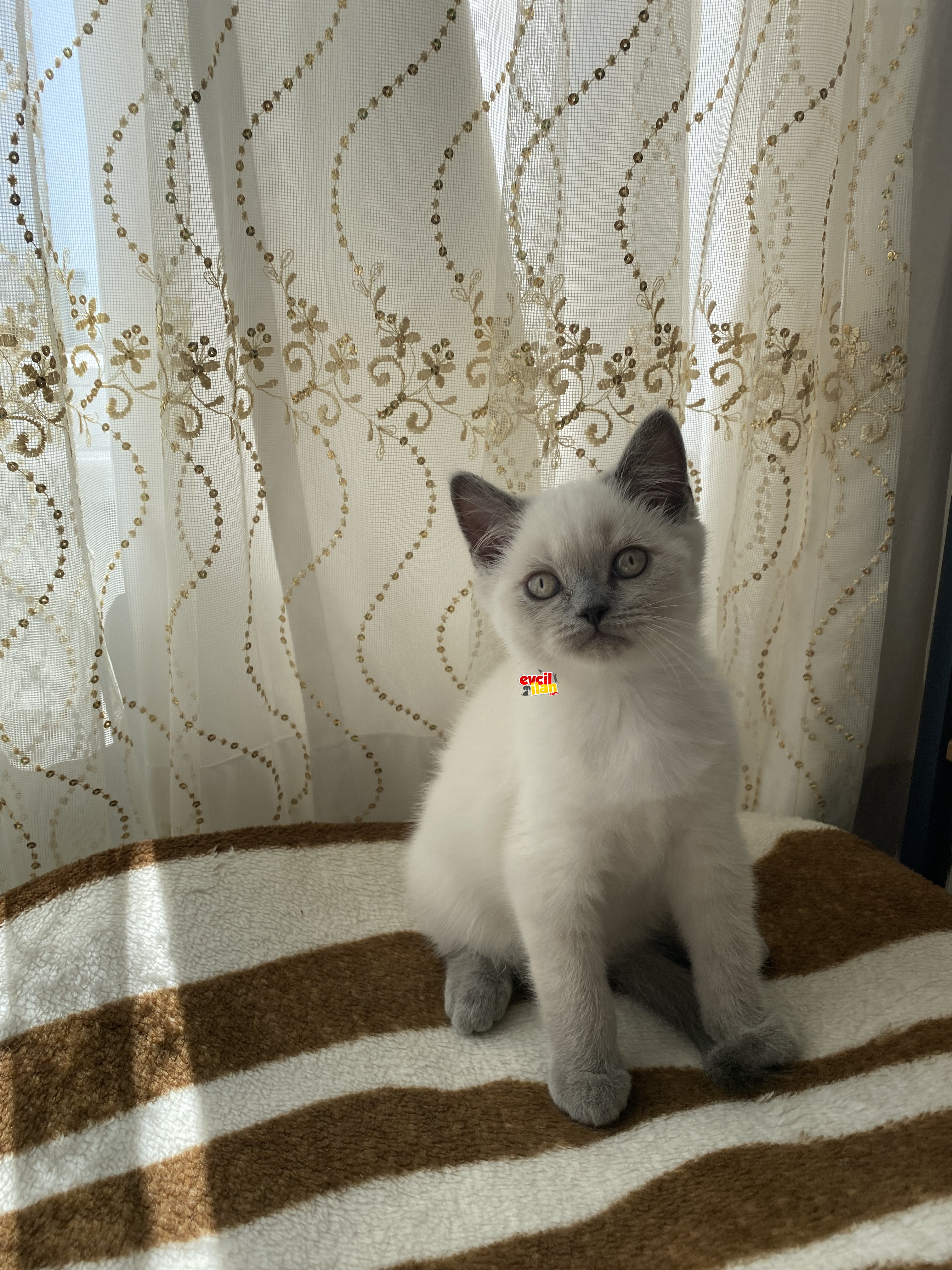 British Fold yavrular