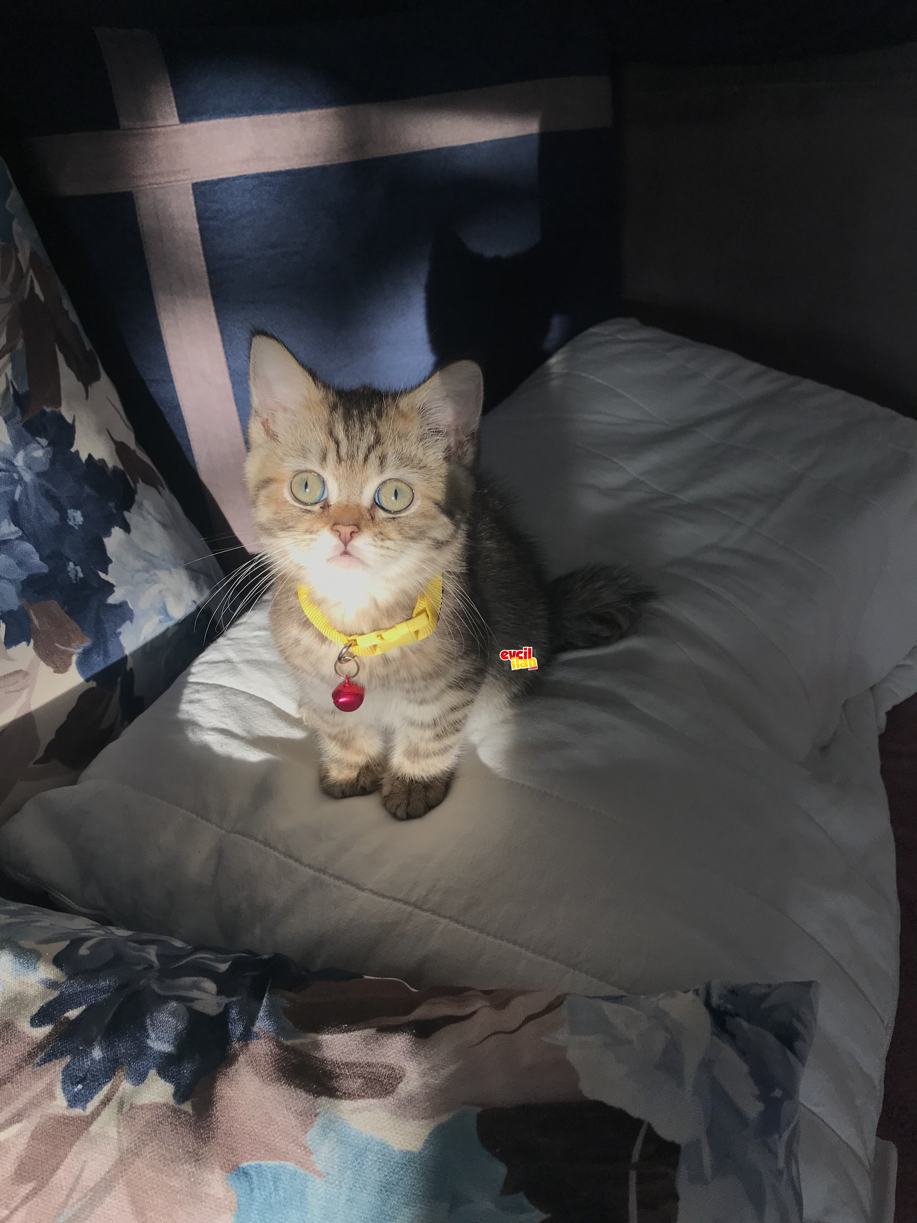 British golden tabby