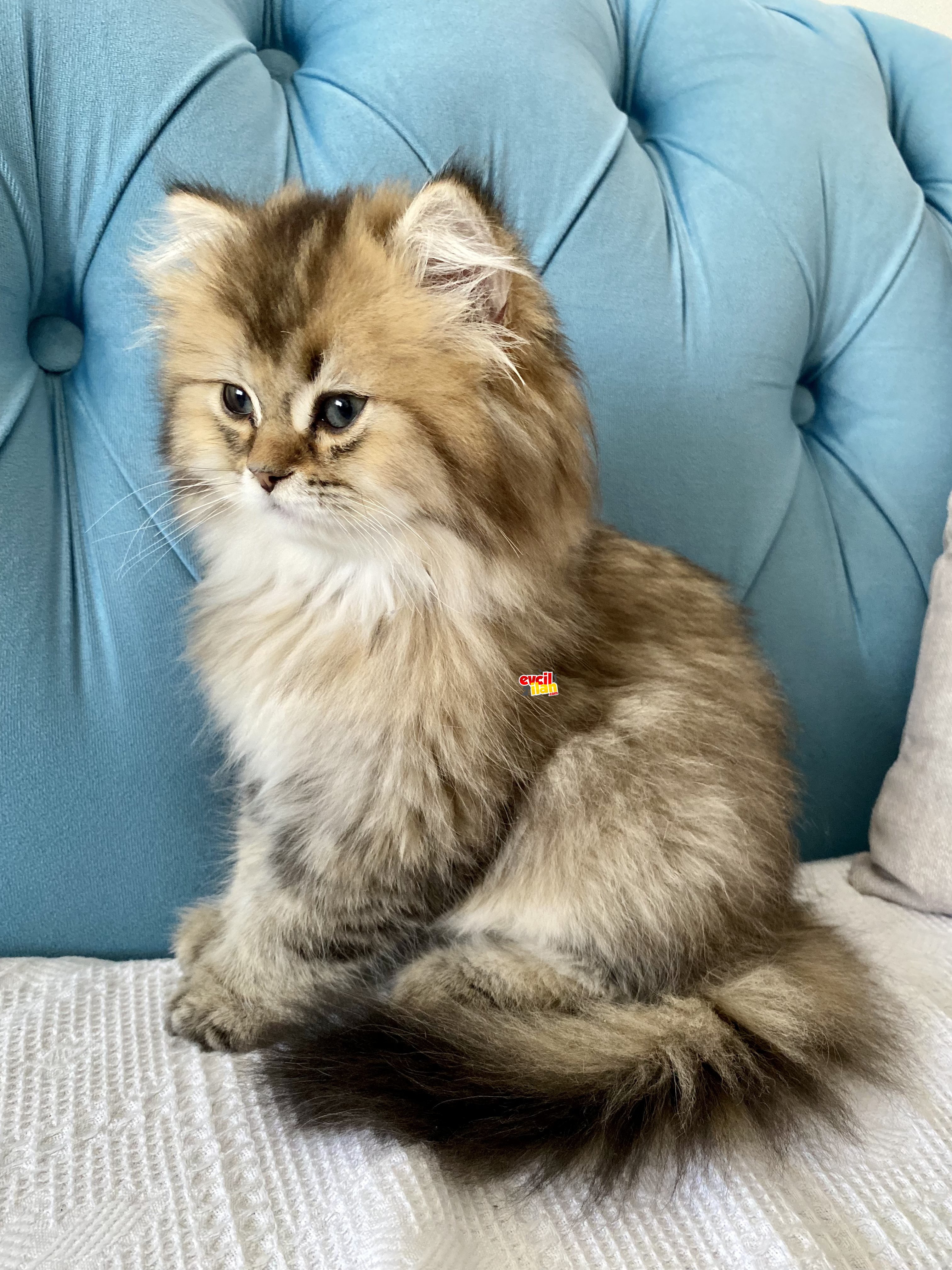 British Golden